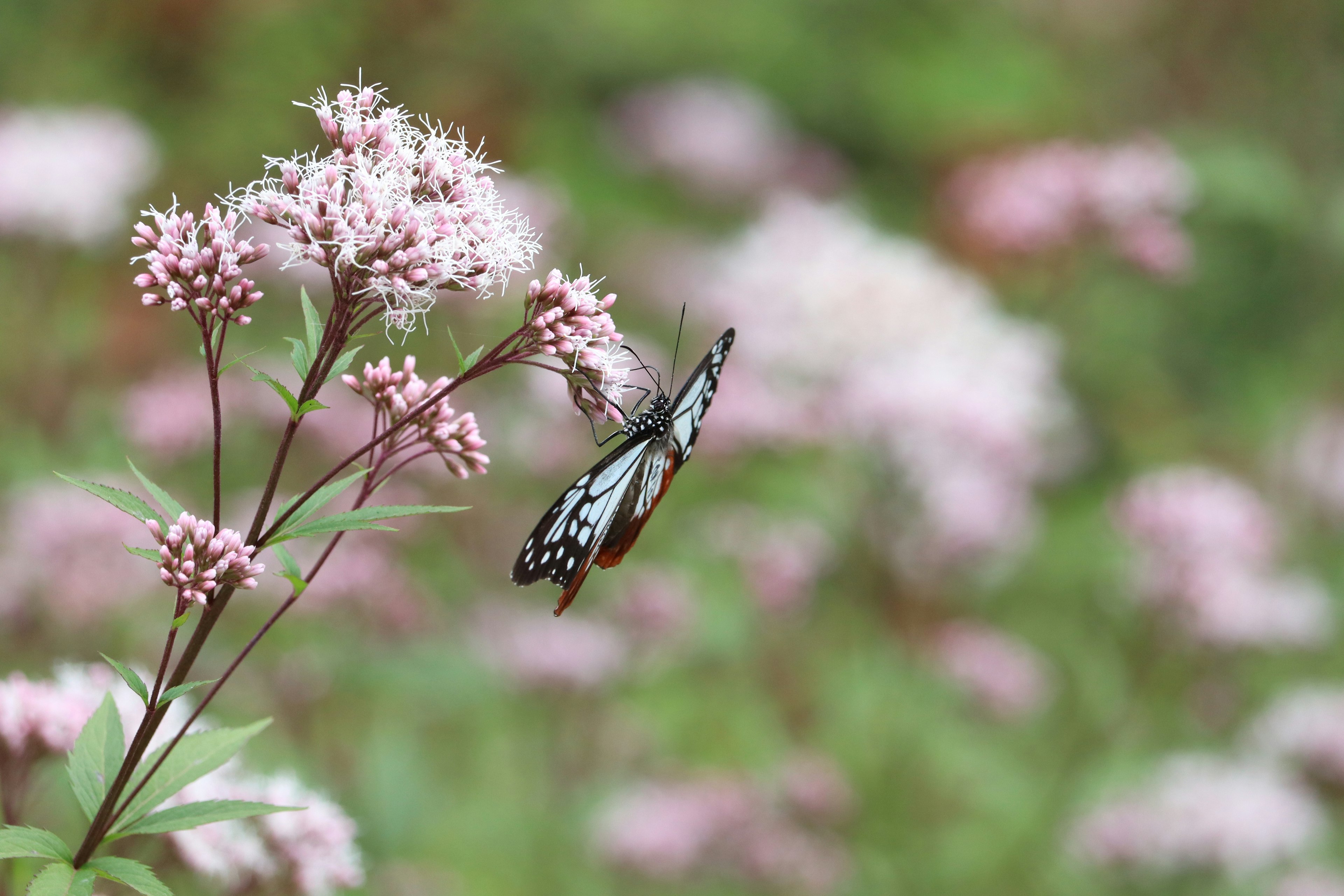 Ein Schmetterling sitzt auf rosa Blumen vor einem unscharfen Hintergrund