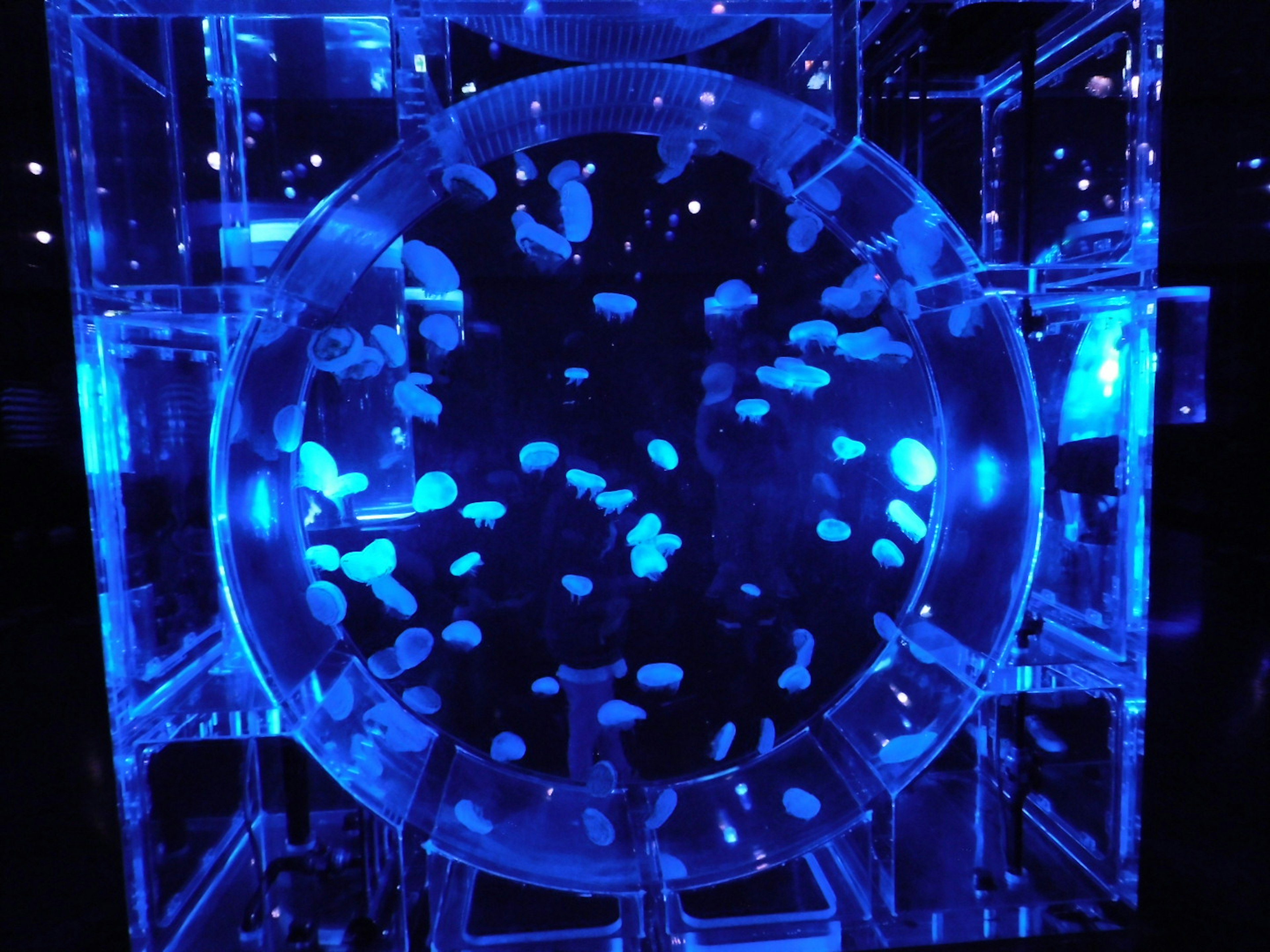 Jellyfish floating in a tank illuminated by blue light