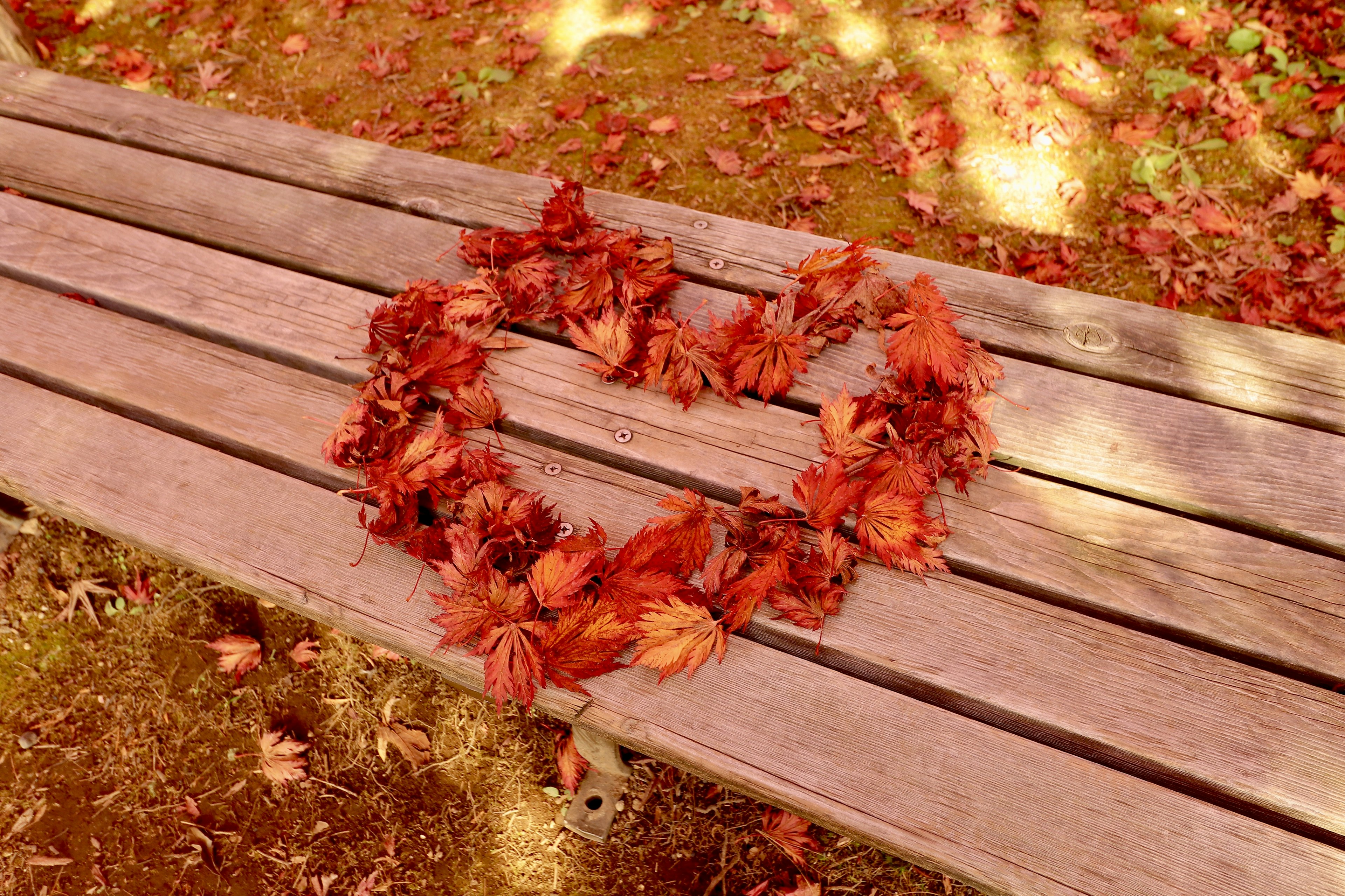 Heart-shaped design made of autumn leaves on a bench