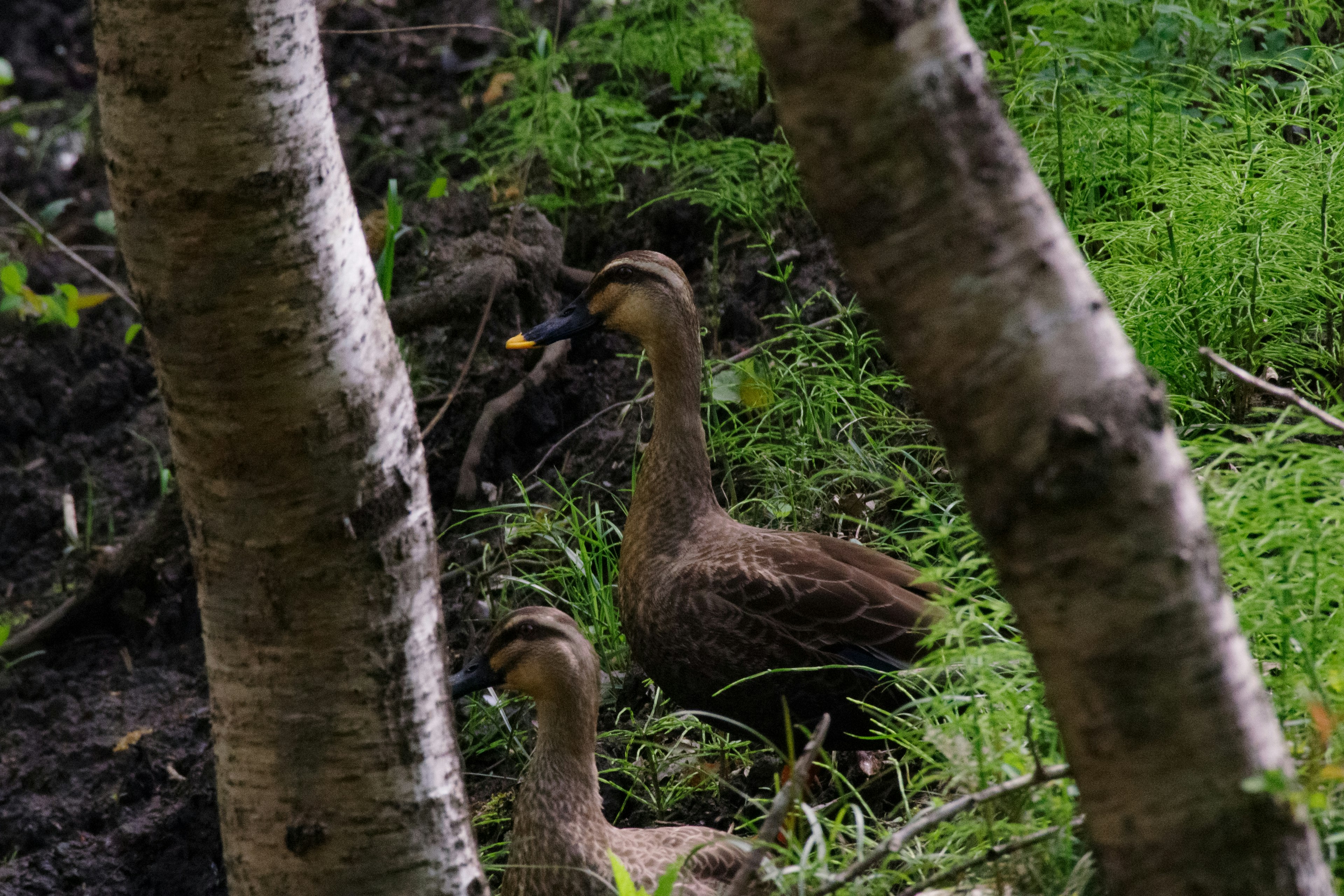 Dos patitos jóvenes se ven entre la hierba verde y los árboles