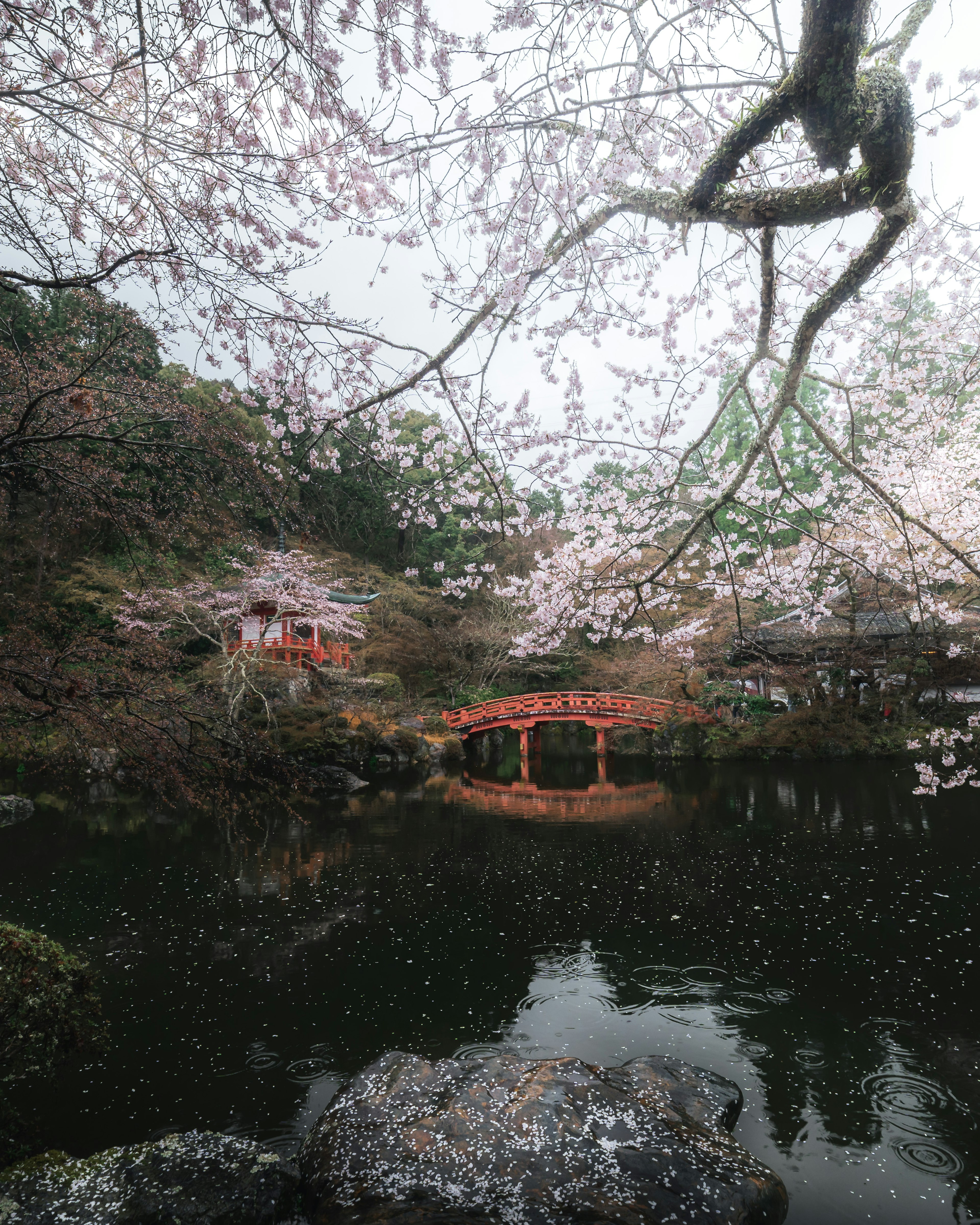 Serene pond landscape with cherry blossom trees and a red bridge