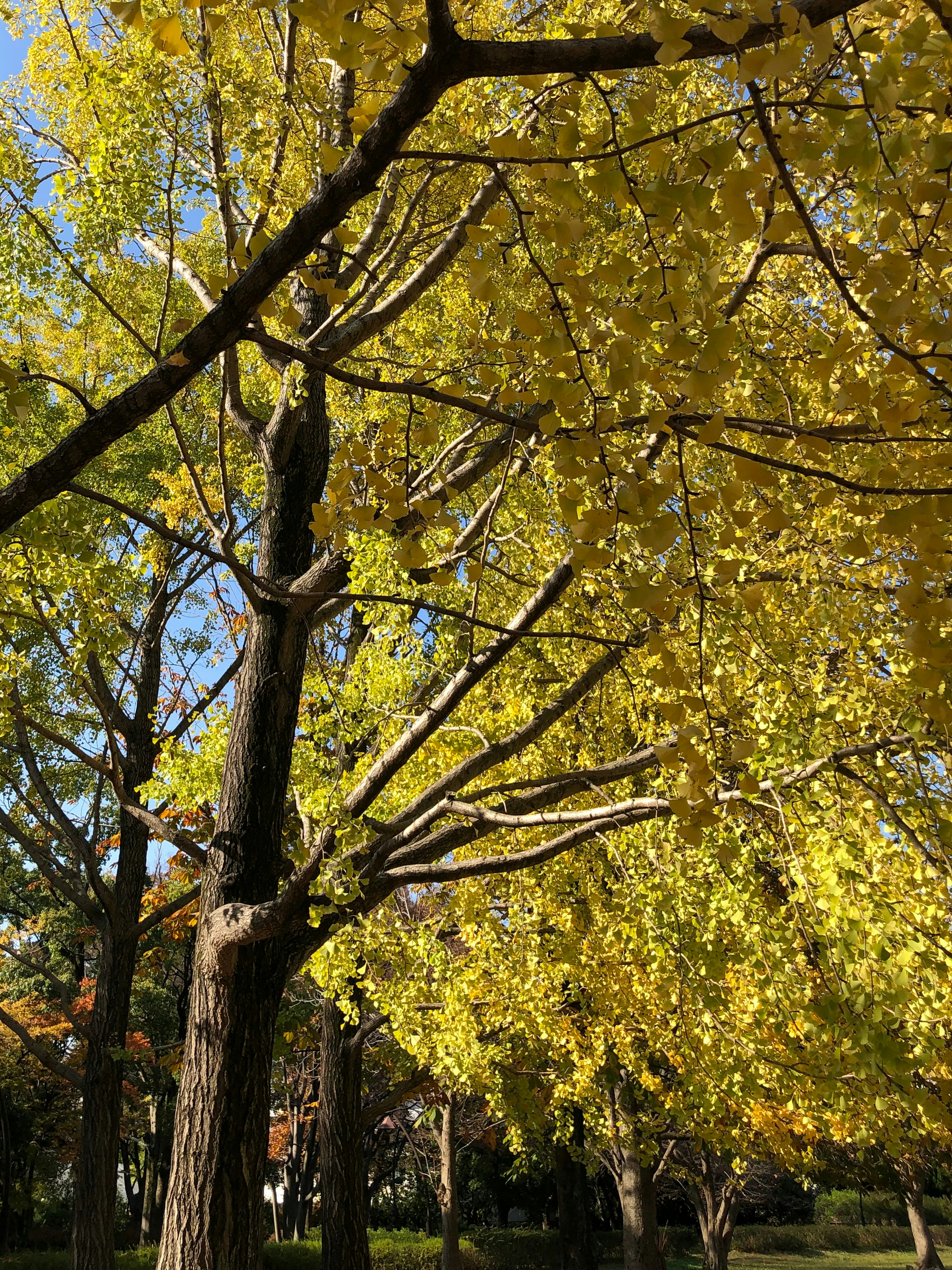 公園中樹枝上生動的黃色葉子的美麗景觀