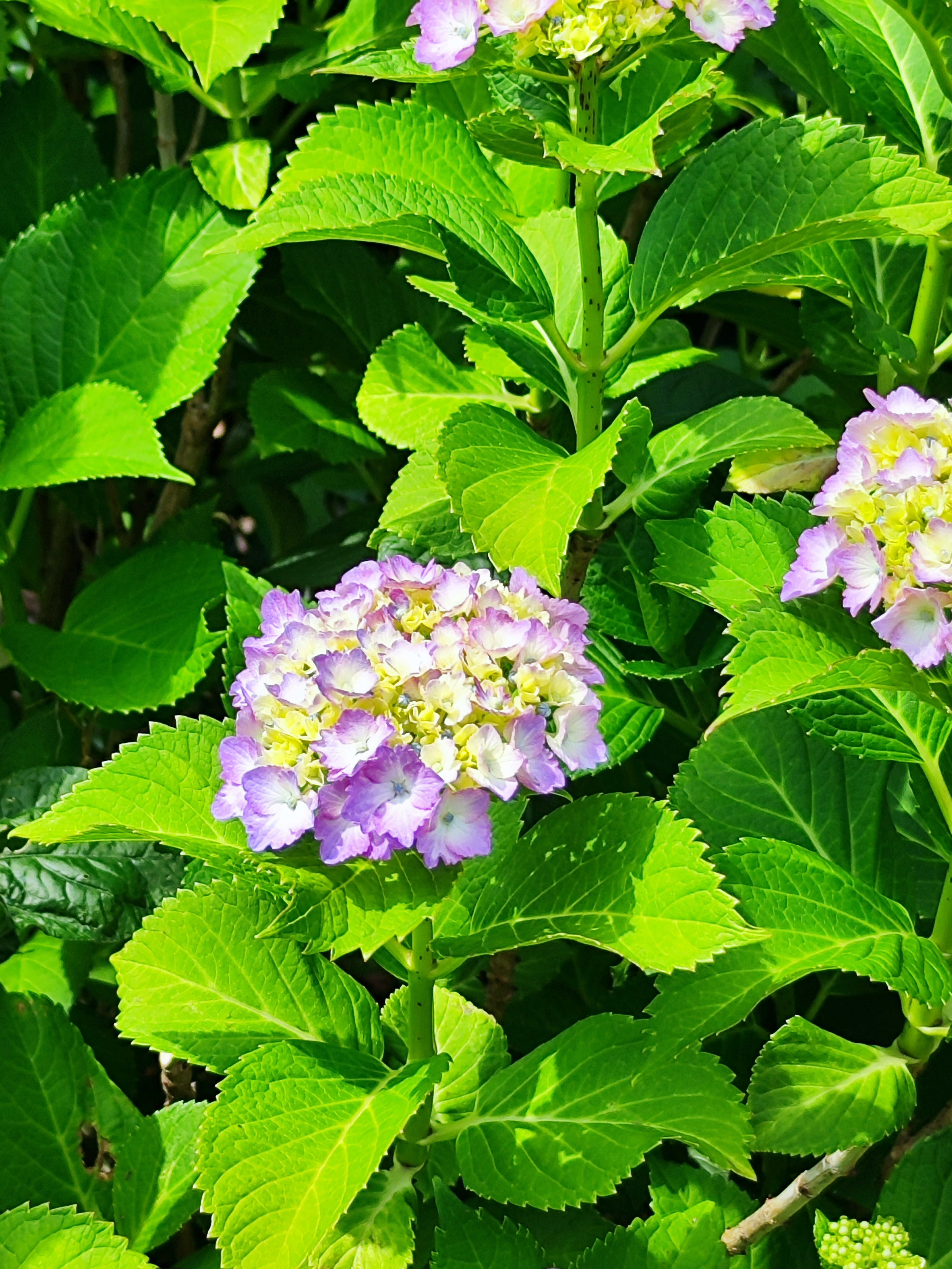 Planta con flores moradas y blancas rodeada de hojas verdes