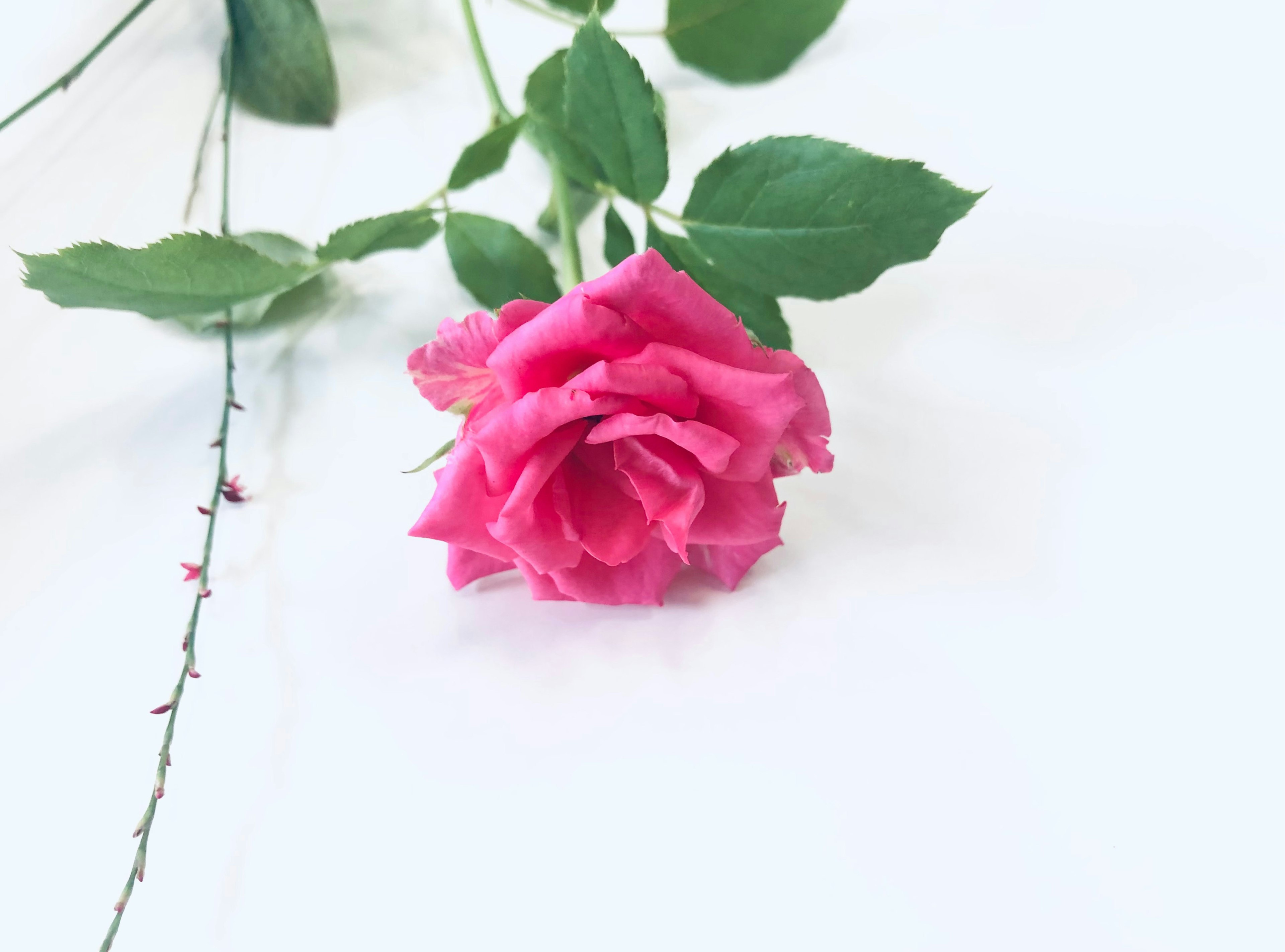 A pink rose with green leaves on a white background