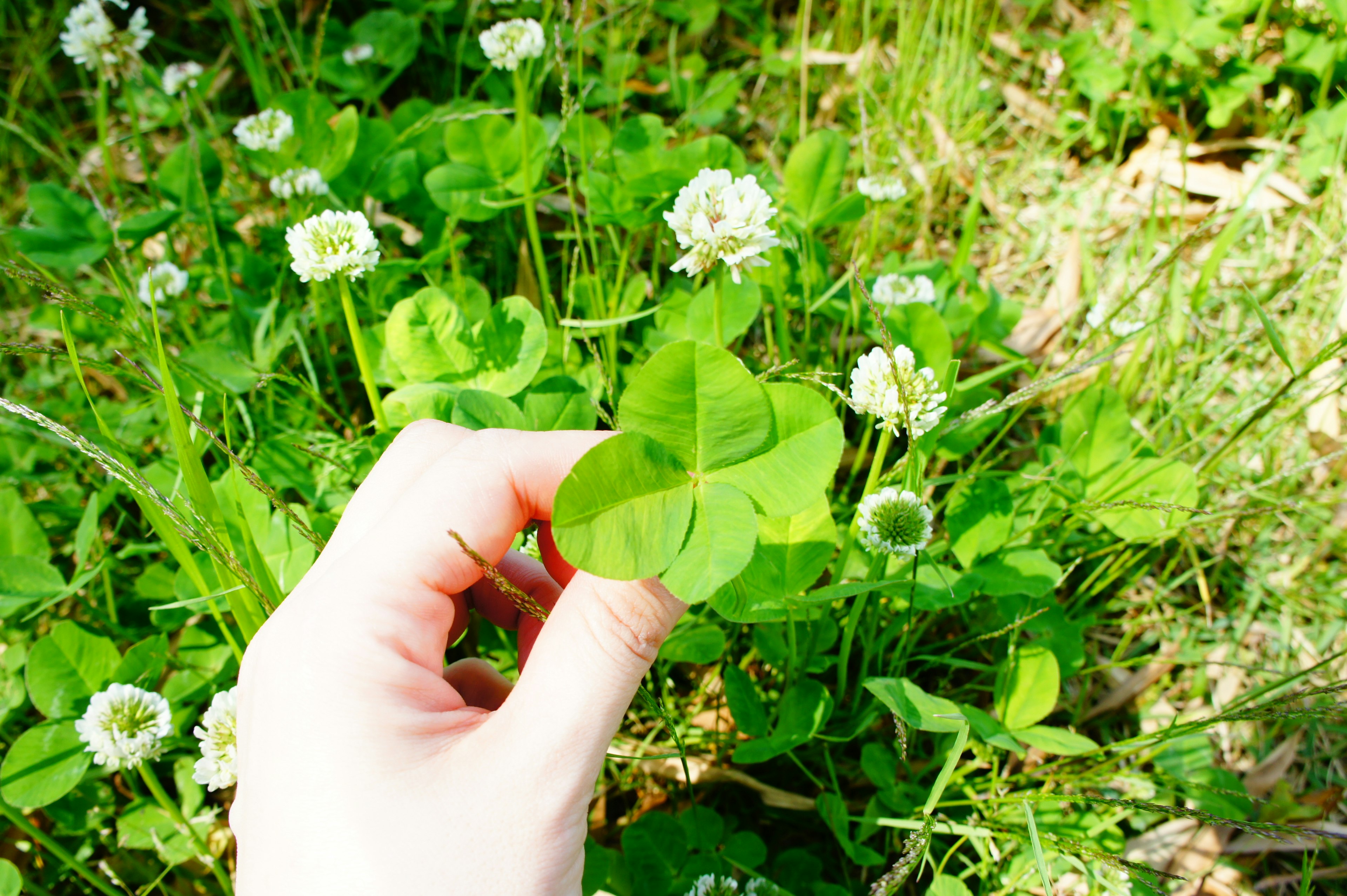 Una mano sosteniendo un trébol de cuatro hojas rodeado de hierba verde y flores blancas