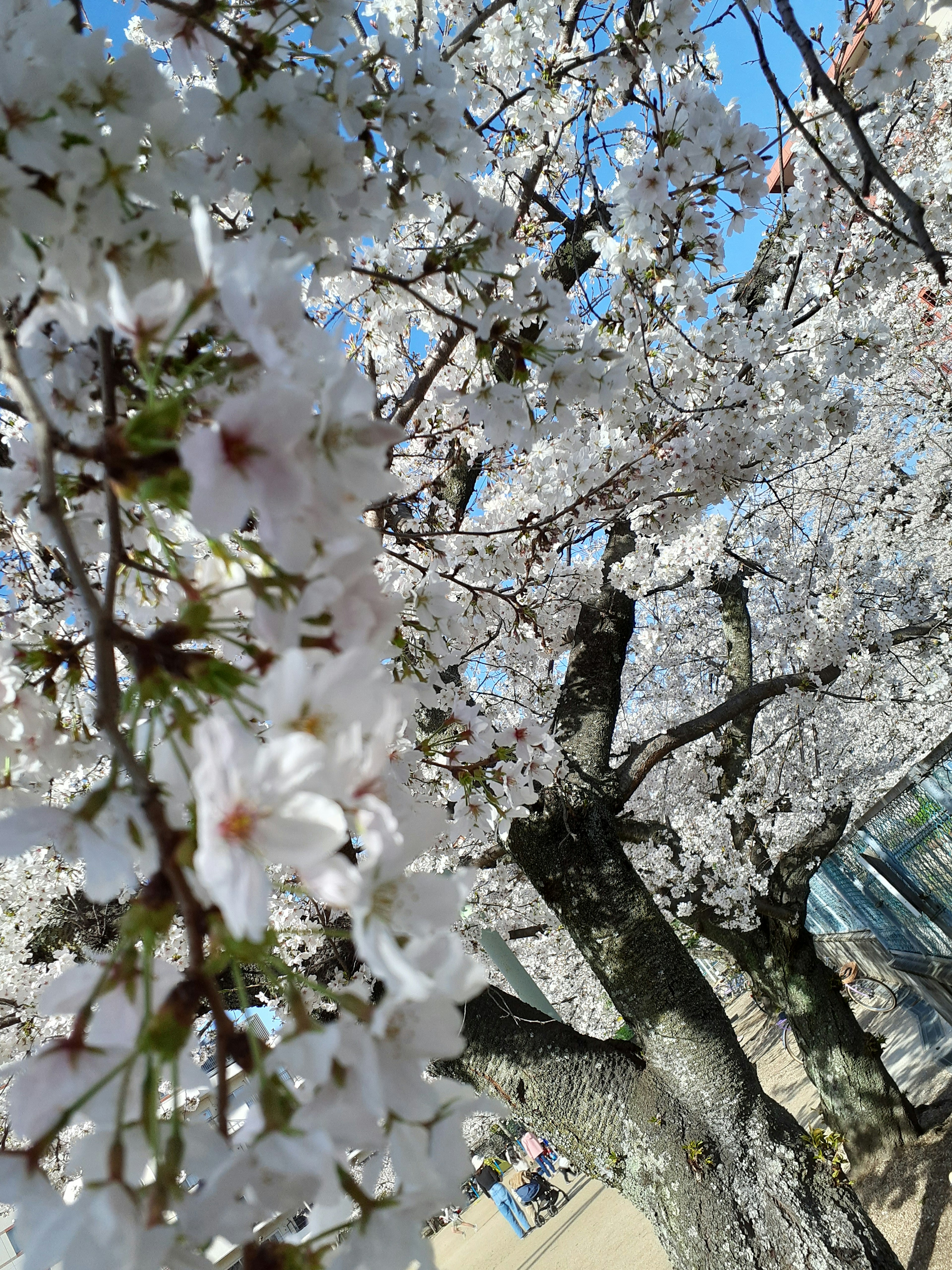 桜の花が満開の木と青空