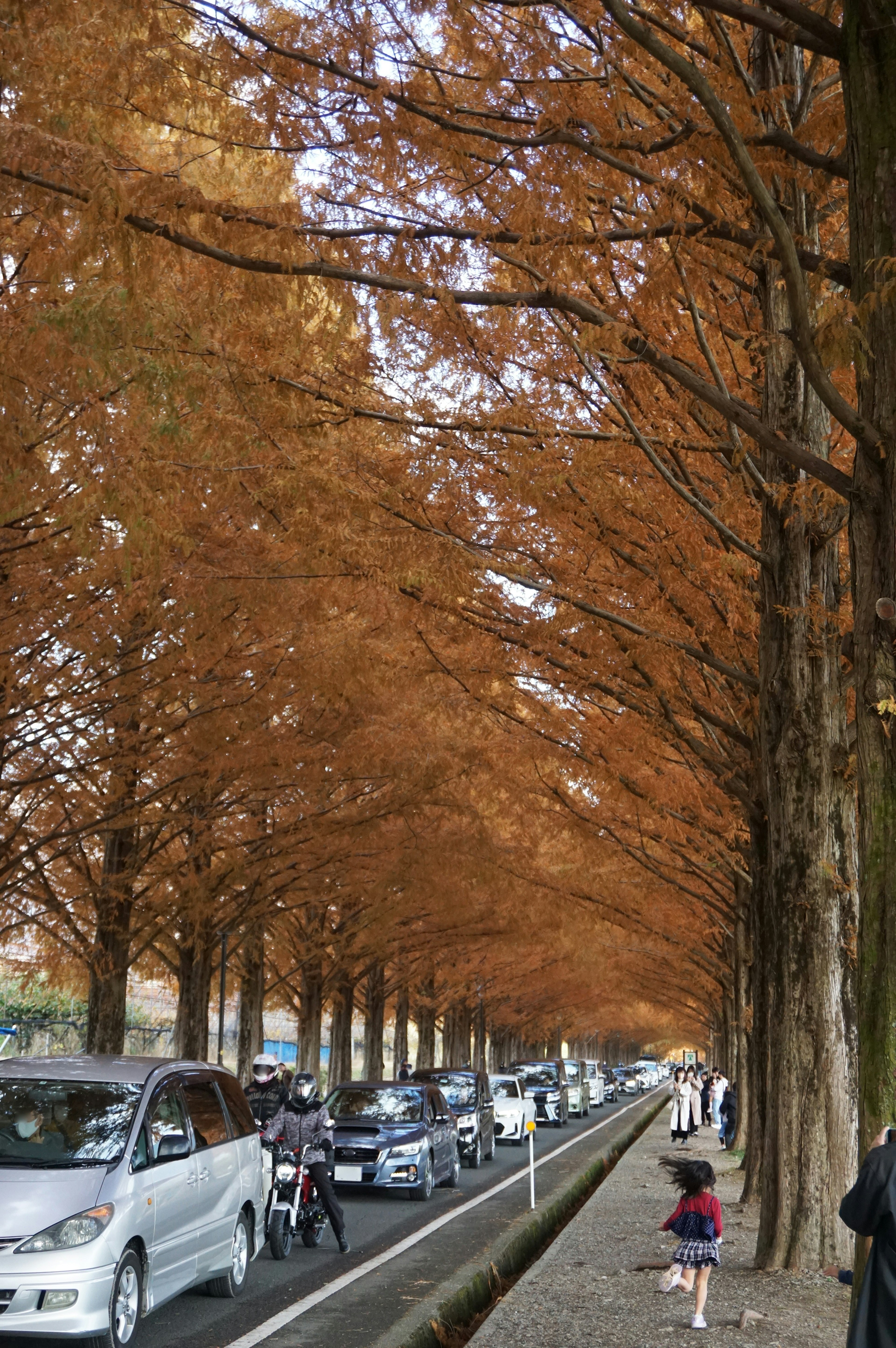 Baumgesäumte Straße mit orangefarbenem Laub und vorbeifahrenden Autos