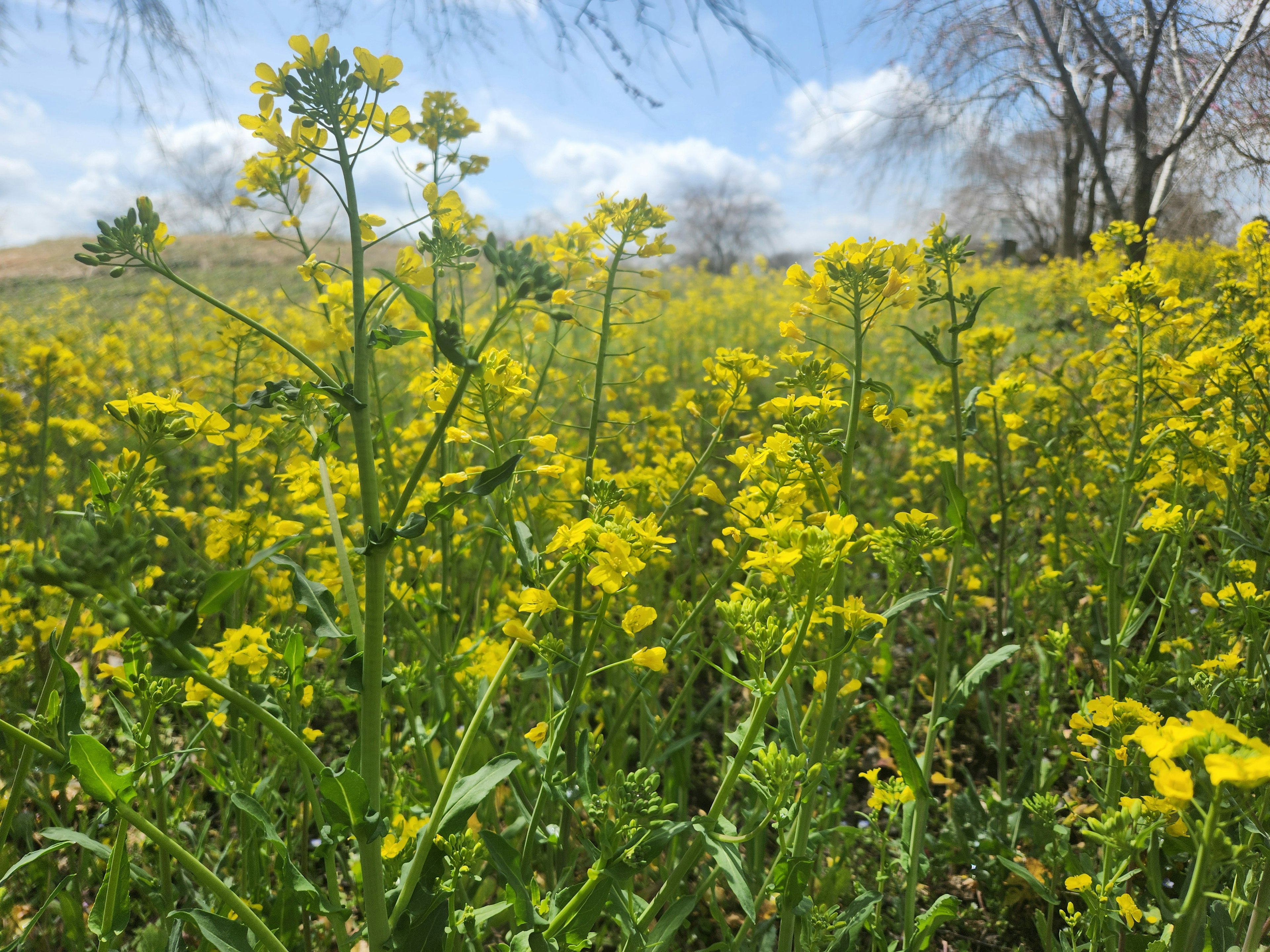 Vast field of bright yellow flowers under a blue sky