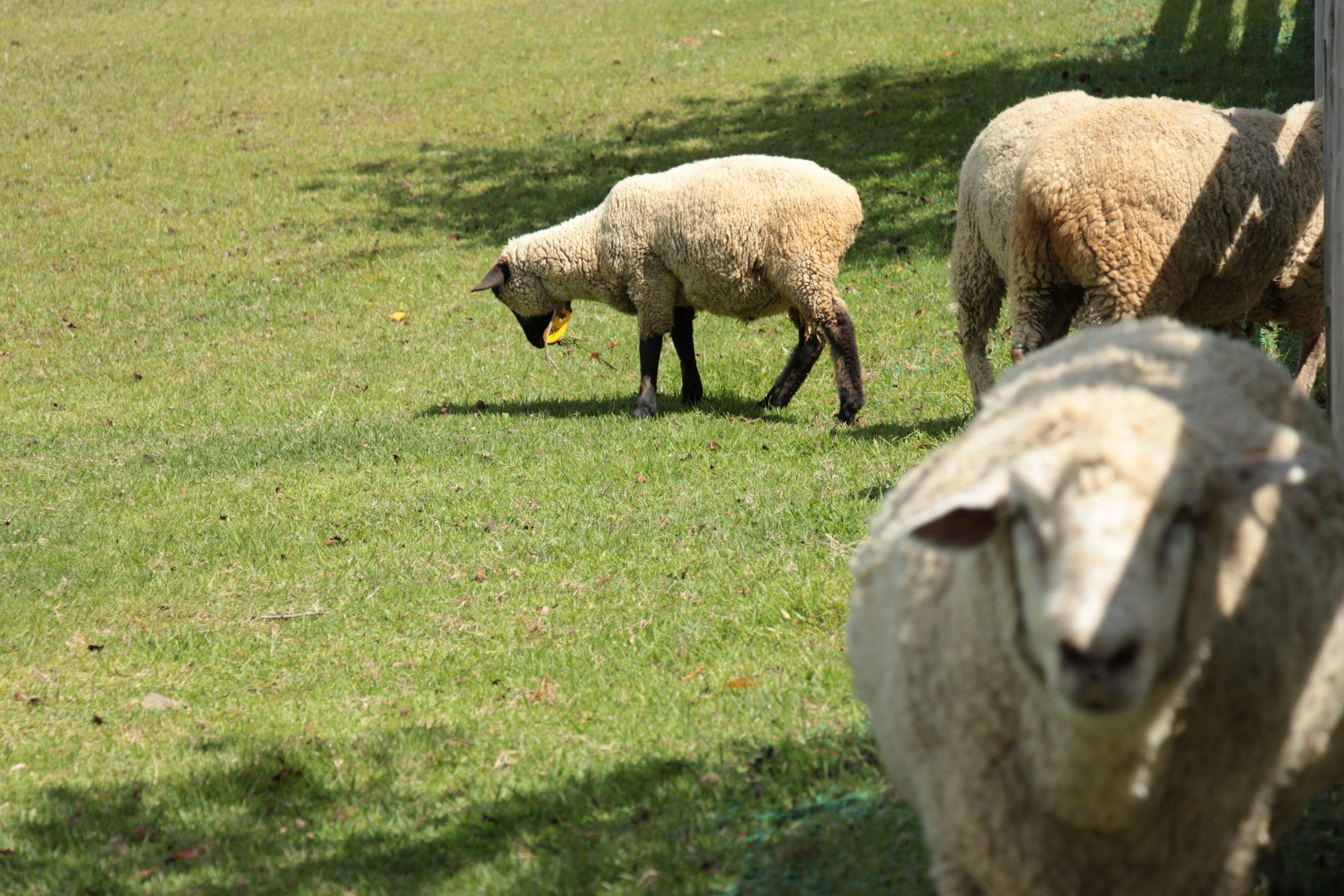 Un grupo de ovejas pastando en un prado