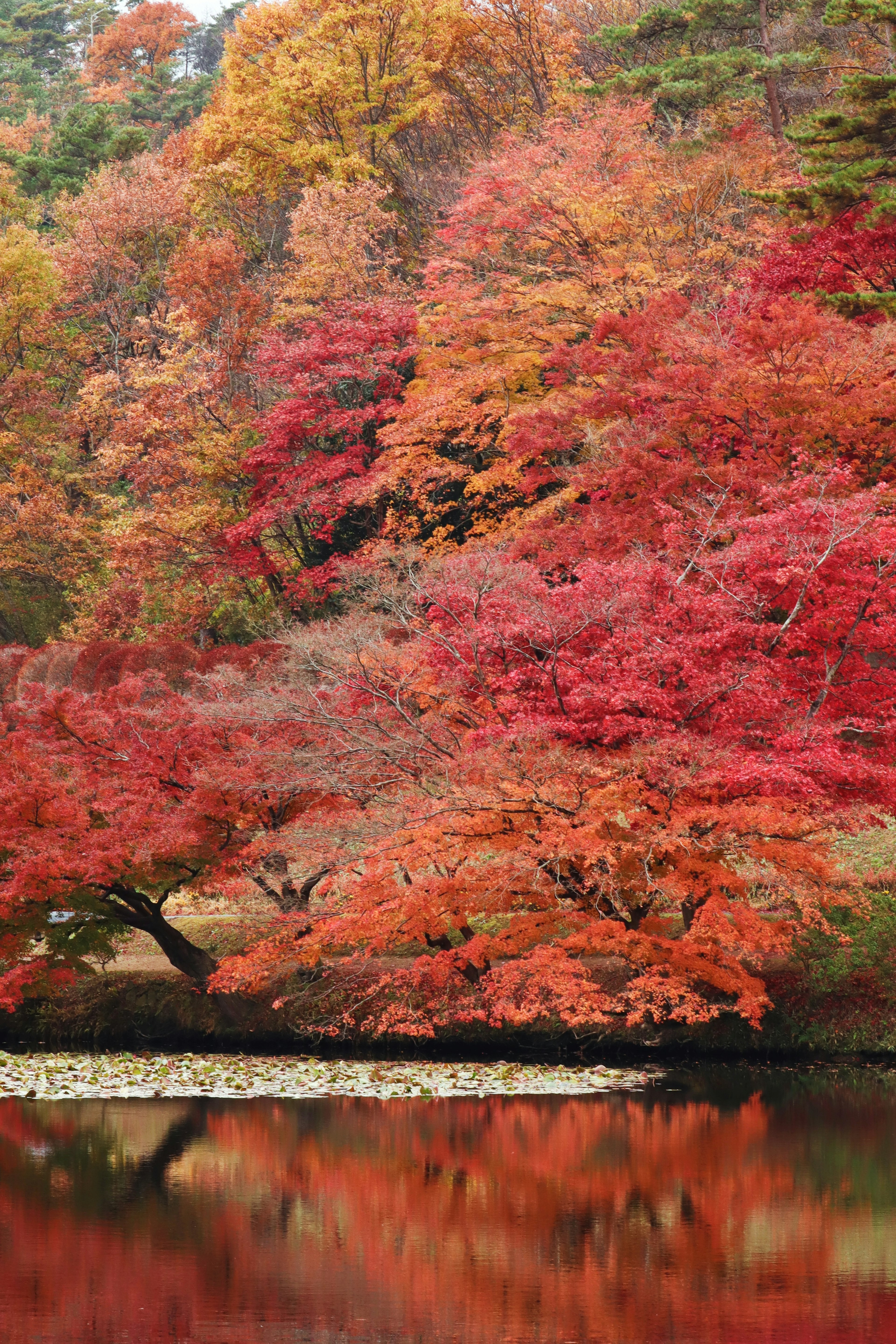 ทิวทัศน์ที่สวยงามของใบไม้ฤดูใบไม้ร่วงสีแดงและสีส้มที่ริมทะเลสาบที่เงียบสงบ