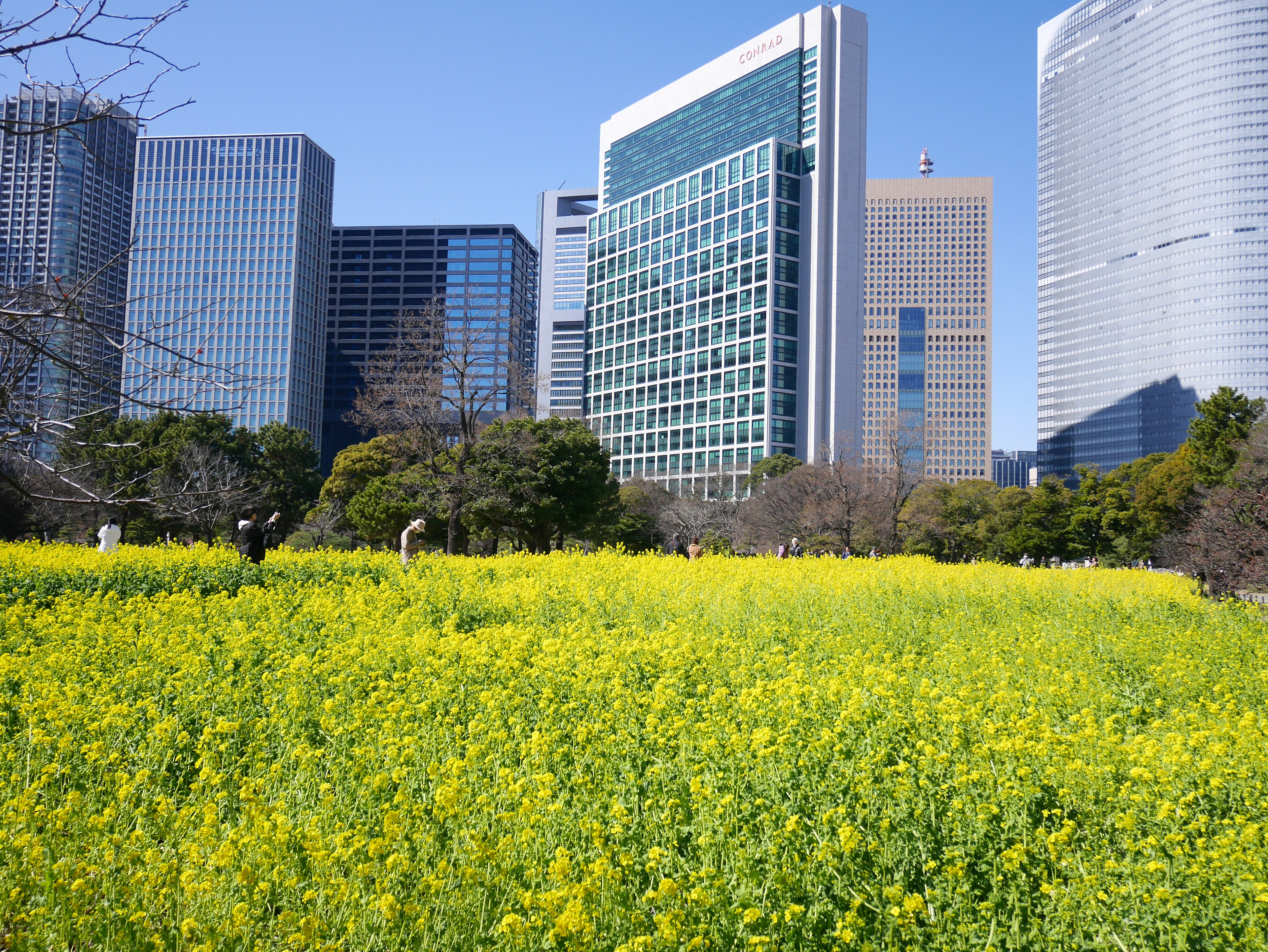 A field of yellow rapeseed flowers surrounded by tall buildings