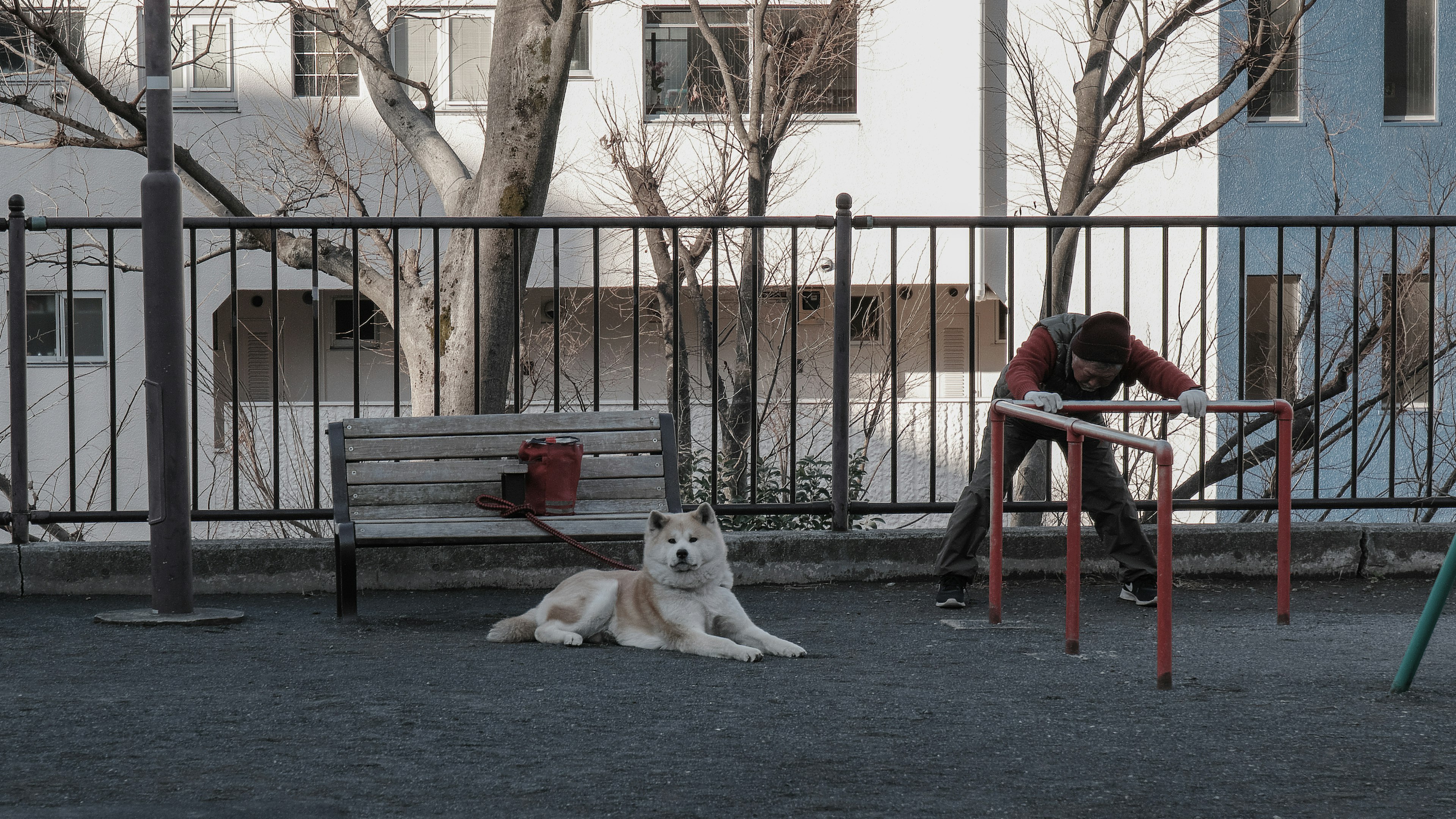 A dog relaxing in a park while a person works nearby