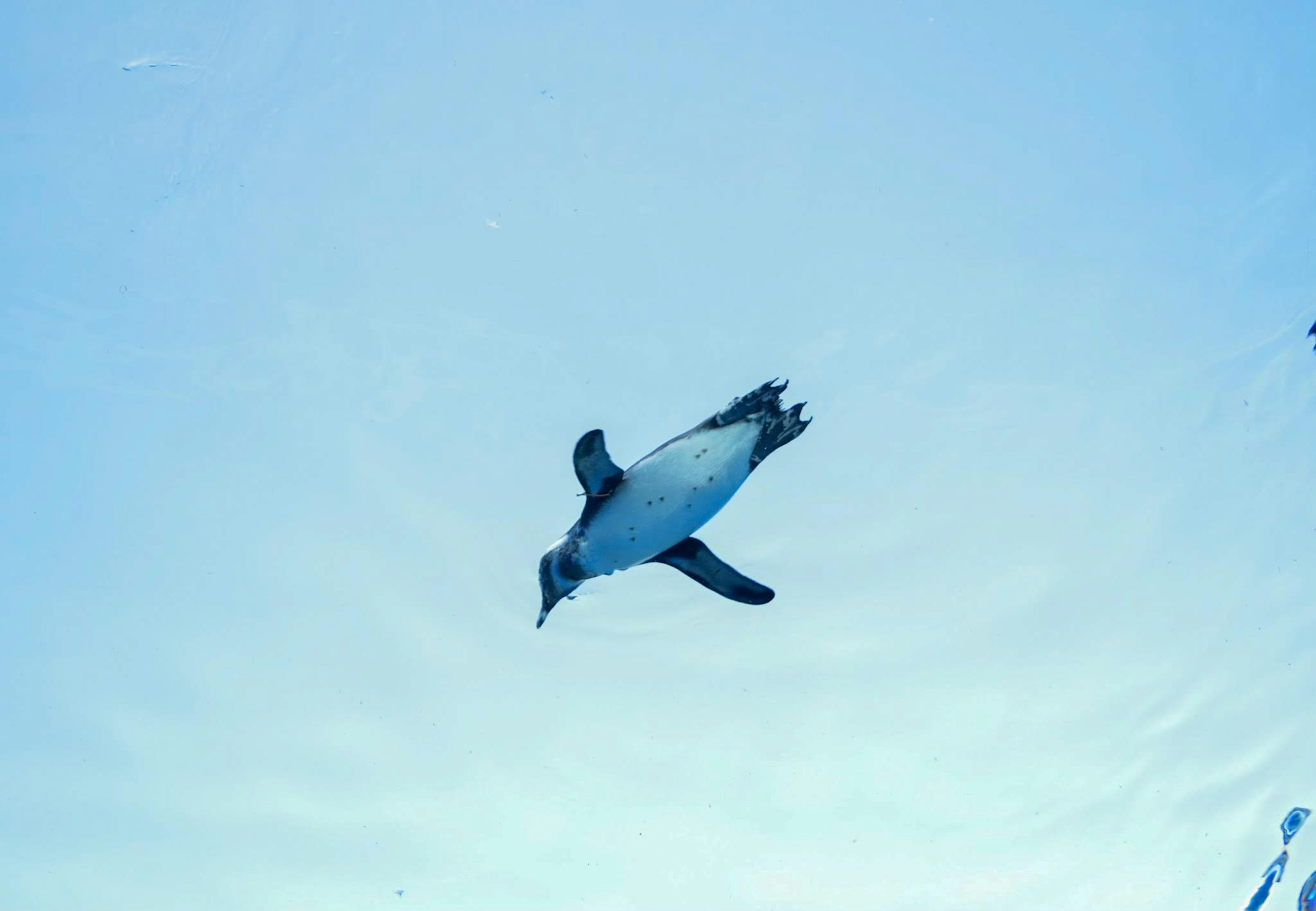 Pingüino nadando bajo el agua visto desde arriba fondo azul