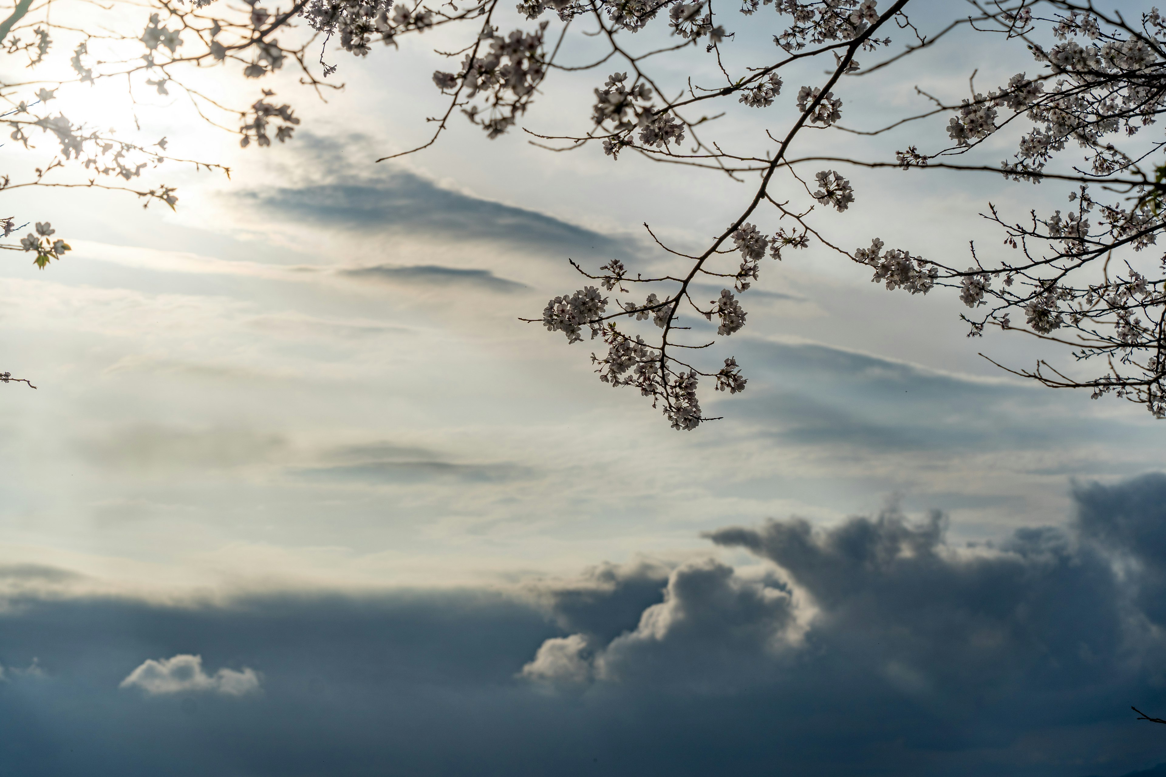 Ruhiger Himmel mit Wolken und blühenden Ästen