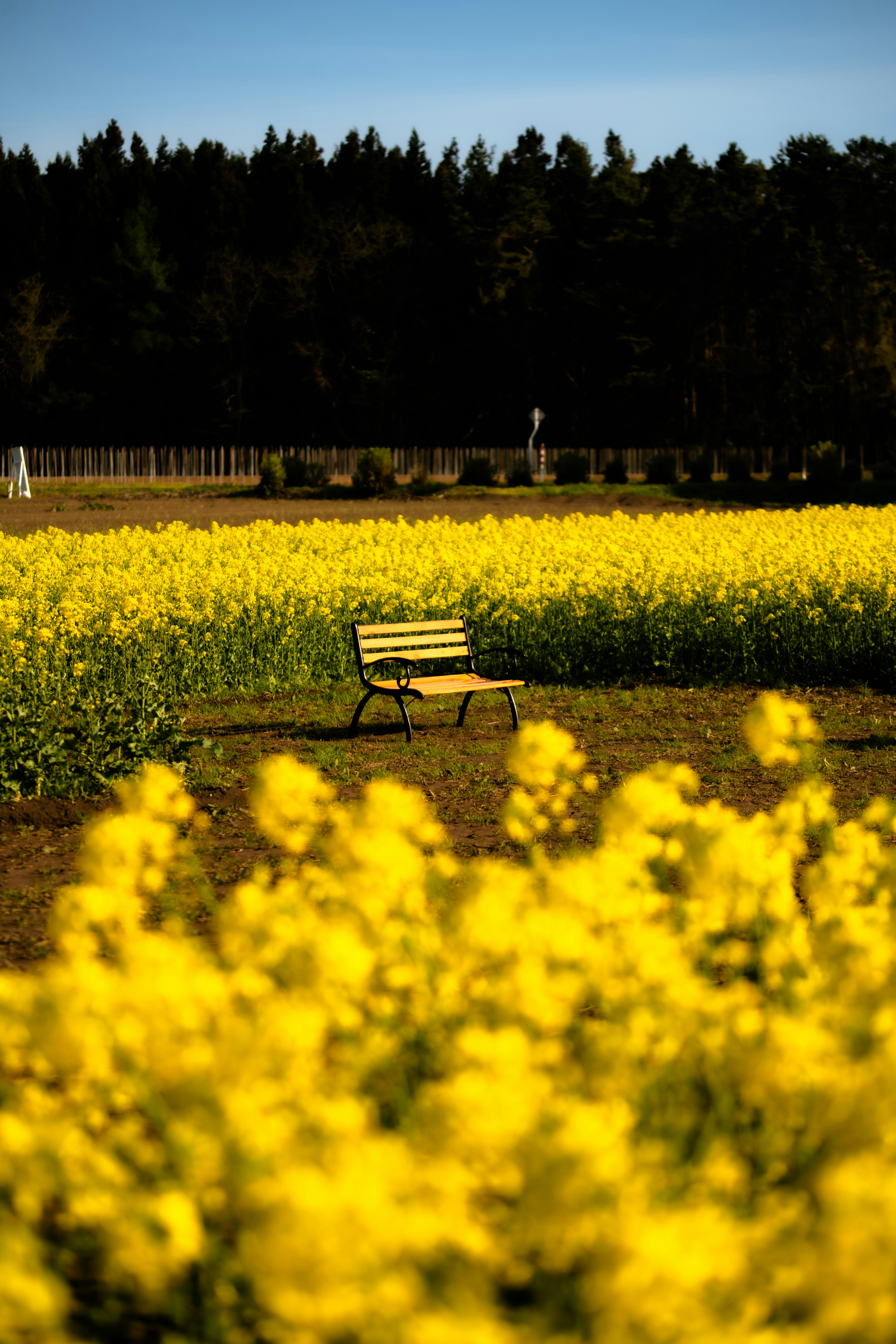 A wide field of yellow flowers with a bench in the middle