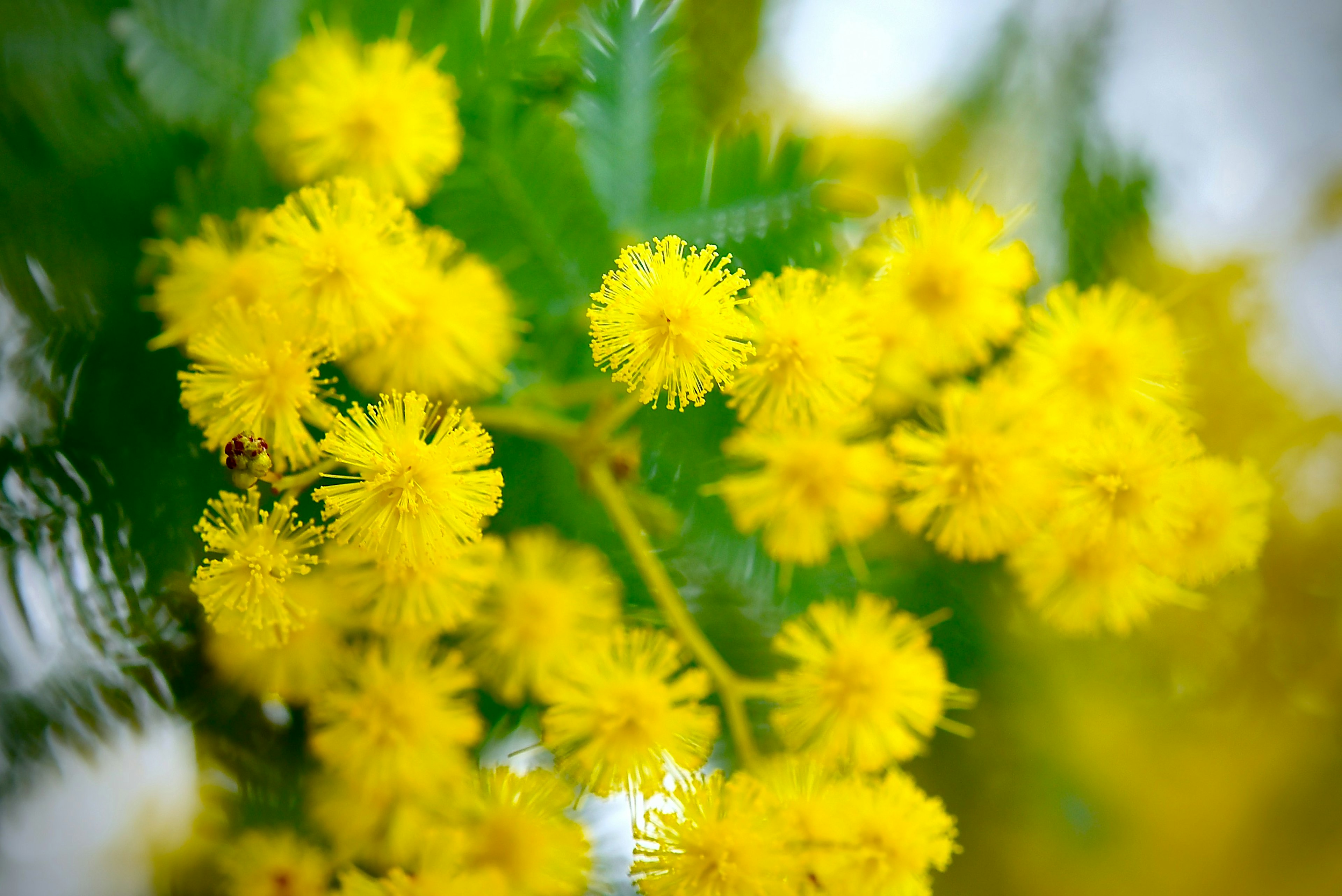 Vibrant yellow mimosa flowers blooming