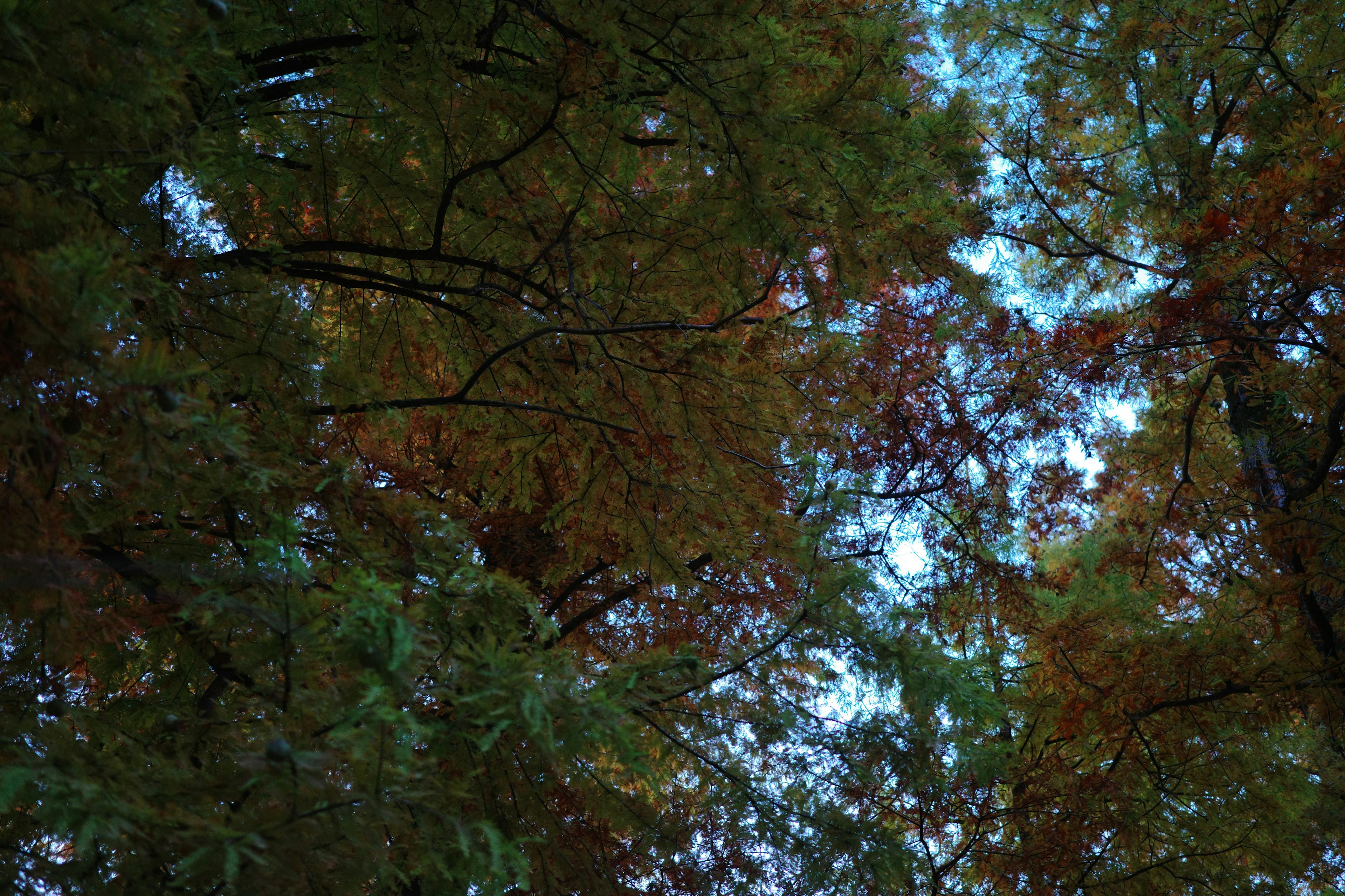 View of blue sky through autumn leaves and tree branches