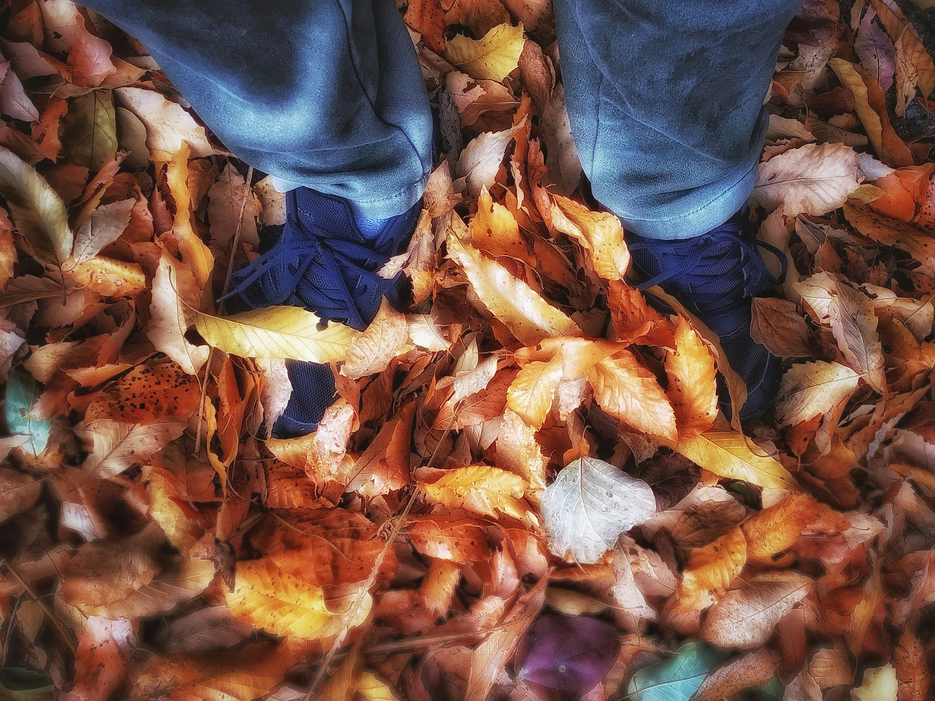 Feet surrounded by colorful autumn leaves and blue shoes