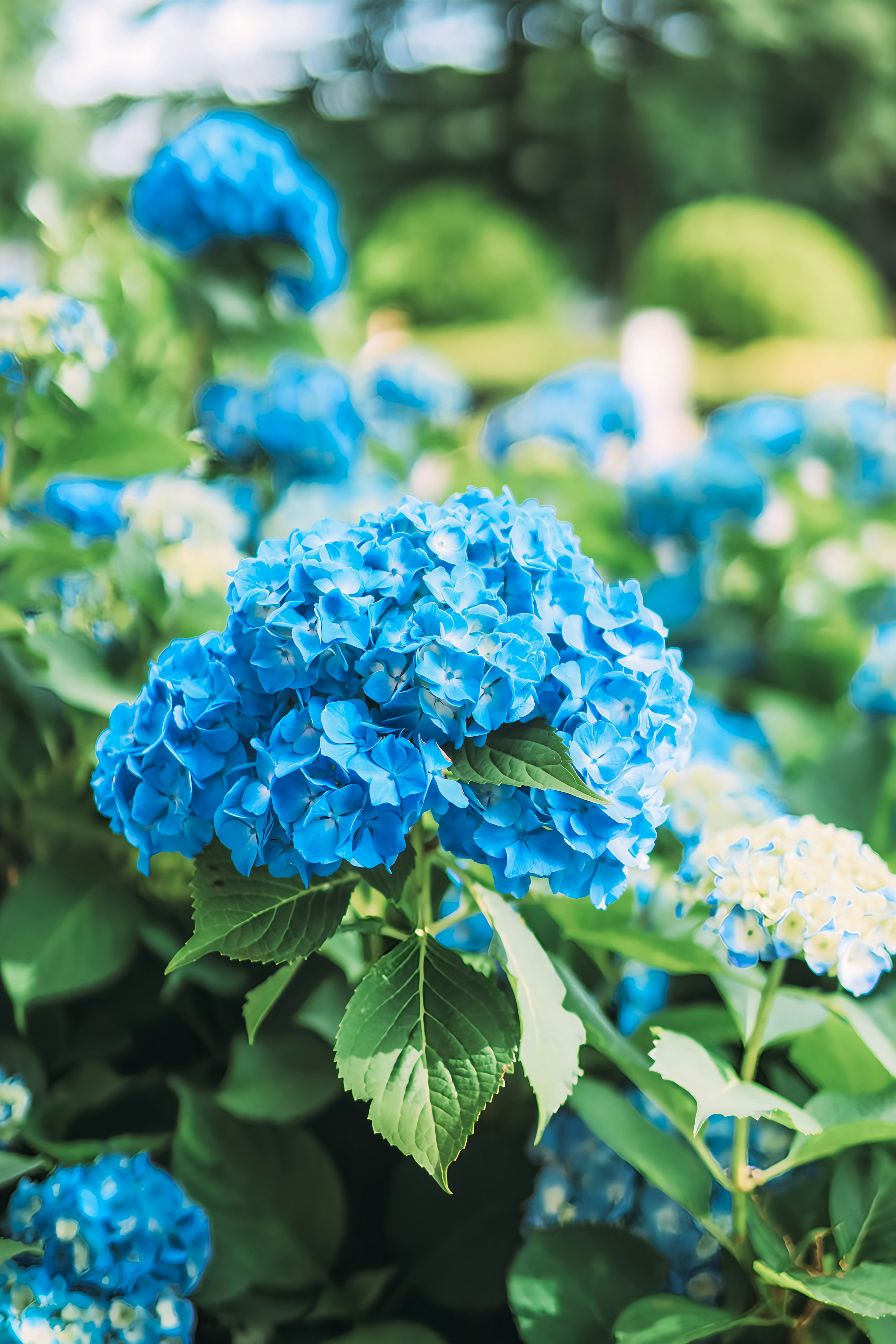 Lebendige blaue Hortensienblüten, die zwischen grünen Blättern blühen