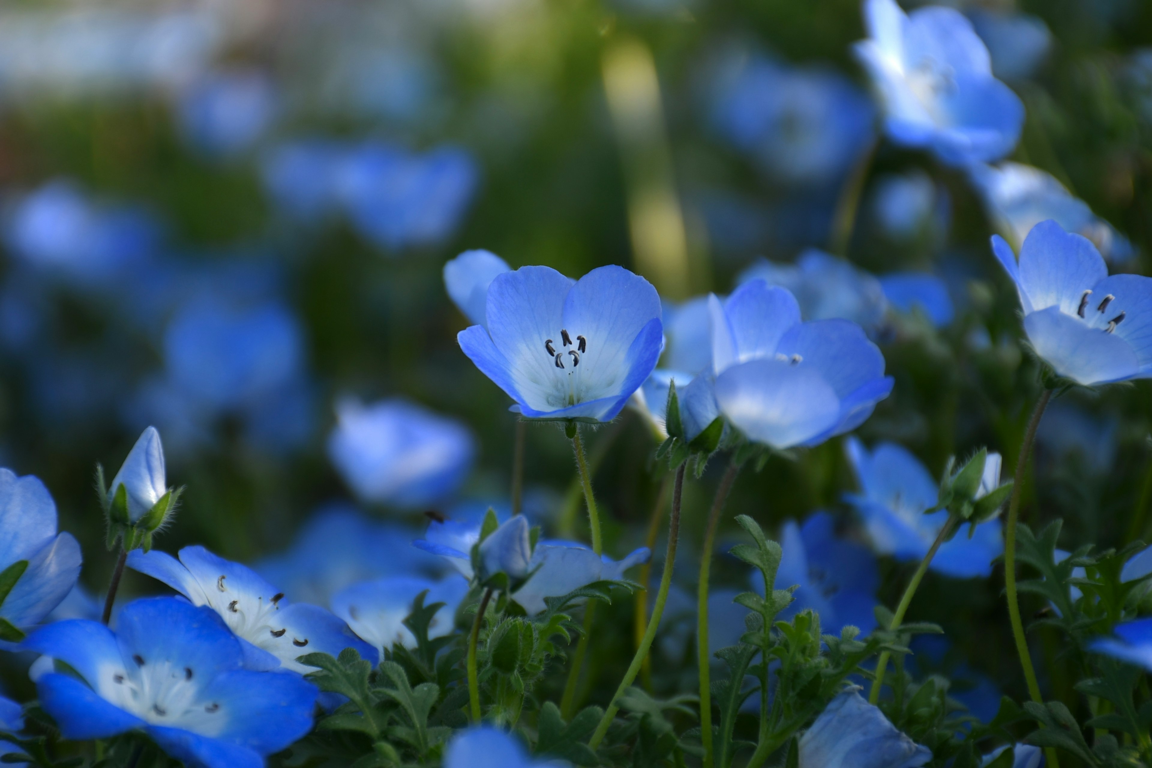 Field of blooming blue flowers with delicate petals