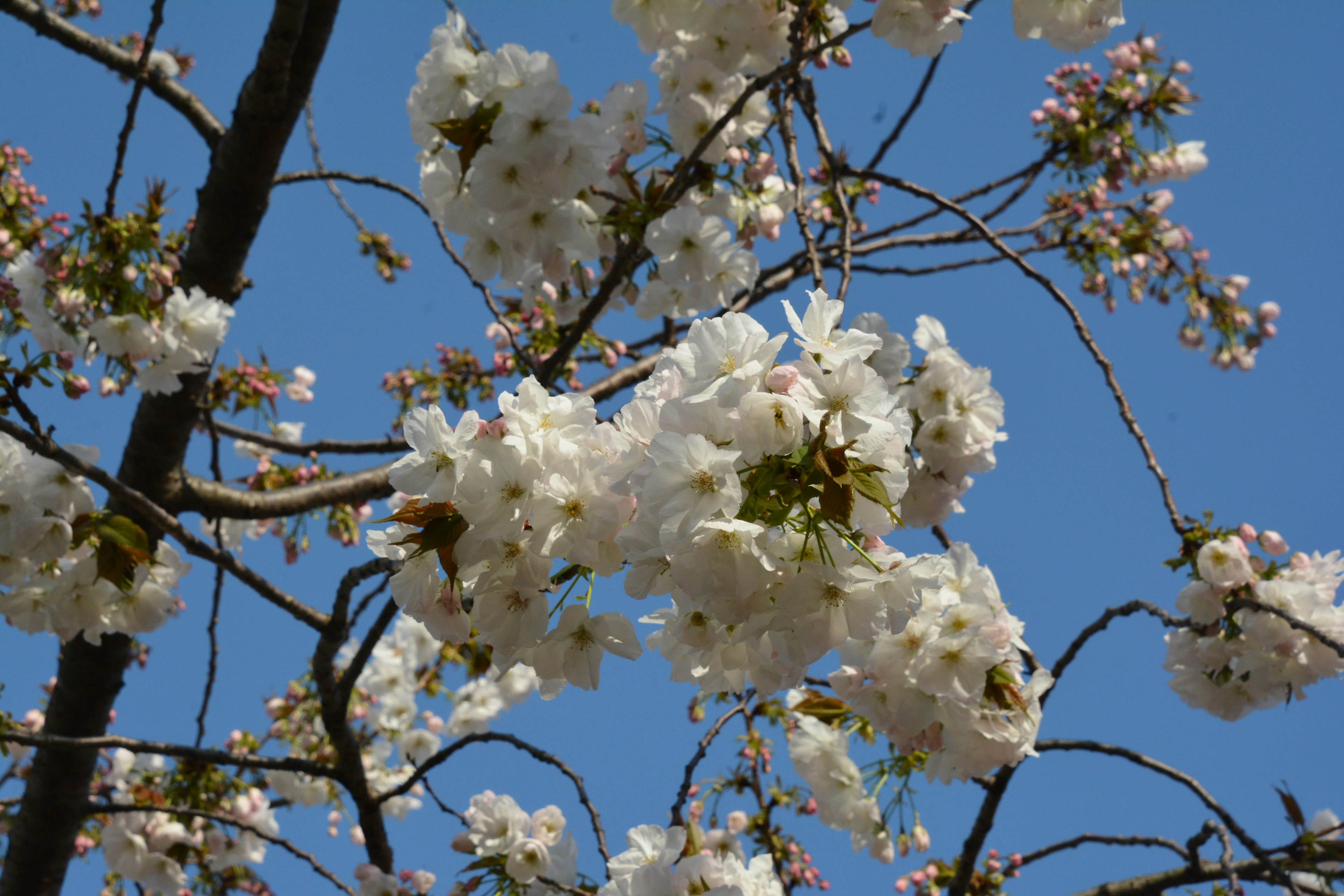 Kedekatan bunga sakura putih dengan latar belakang langit biru