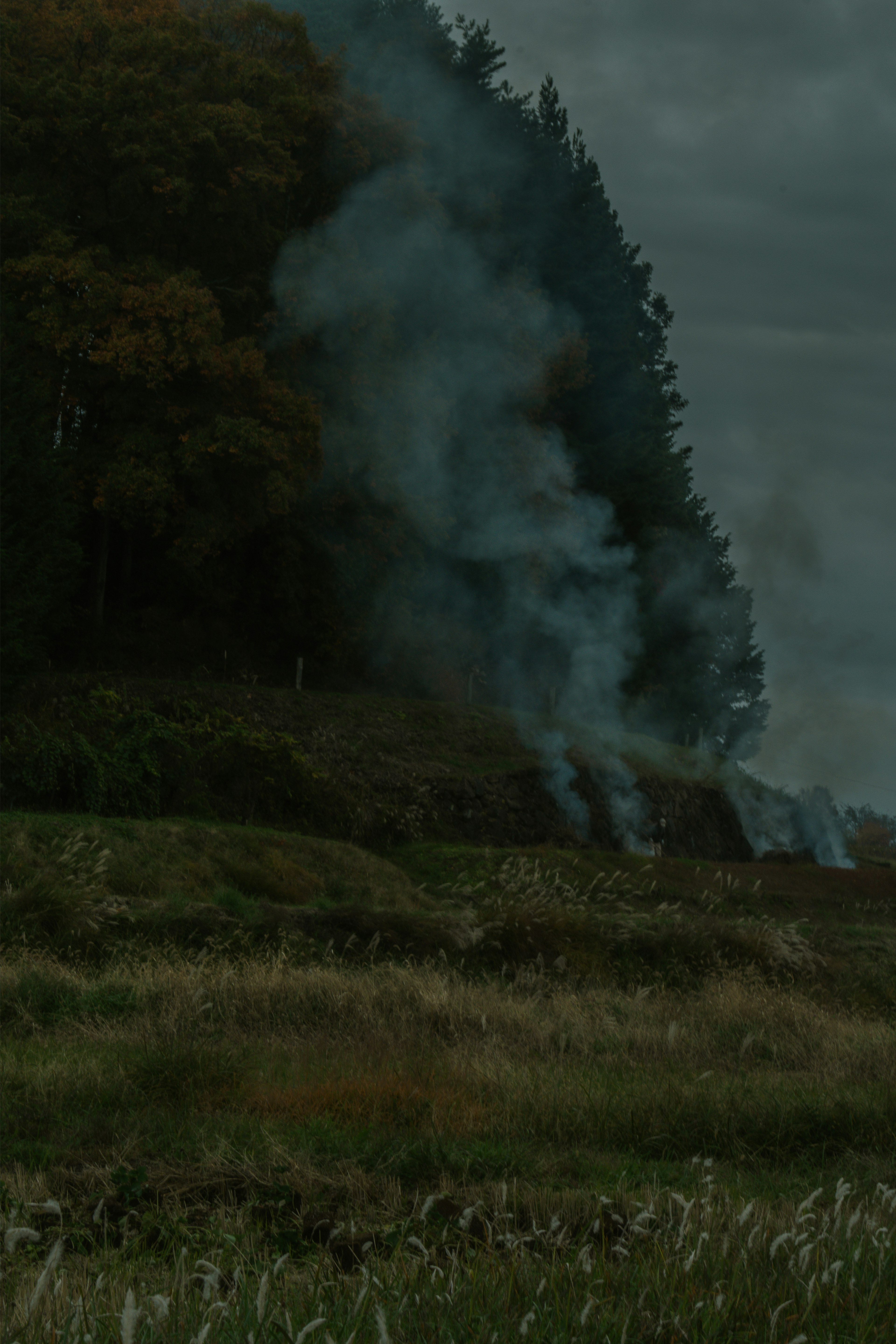 Bosque emitiendo humo bajo un cielo oscuro