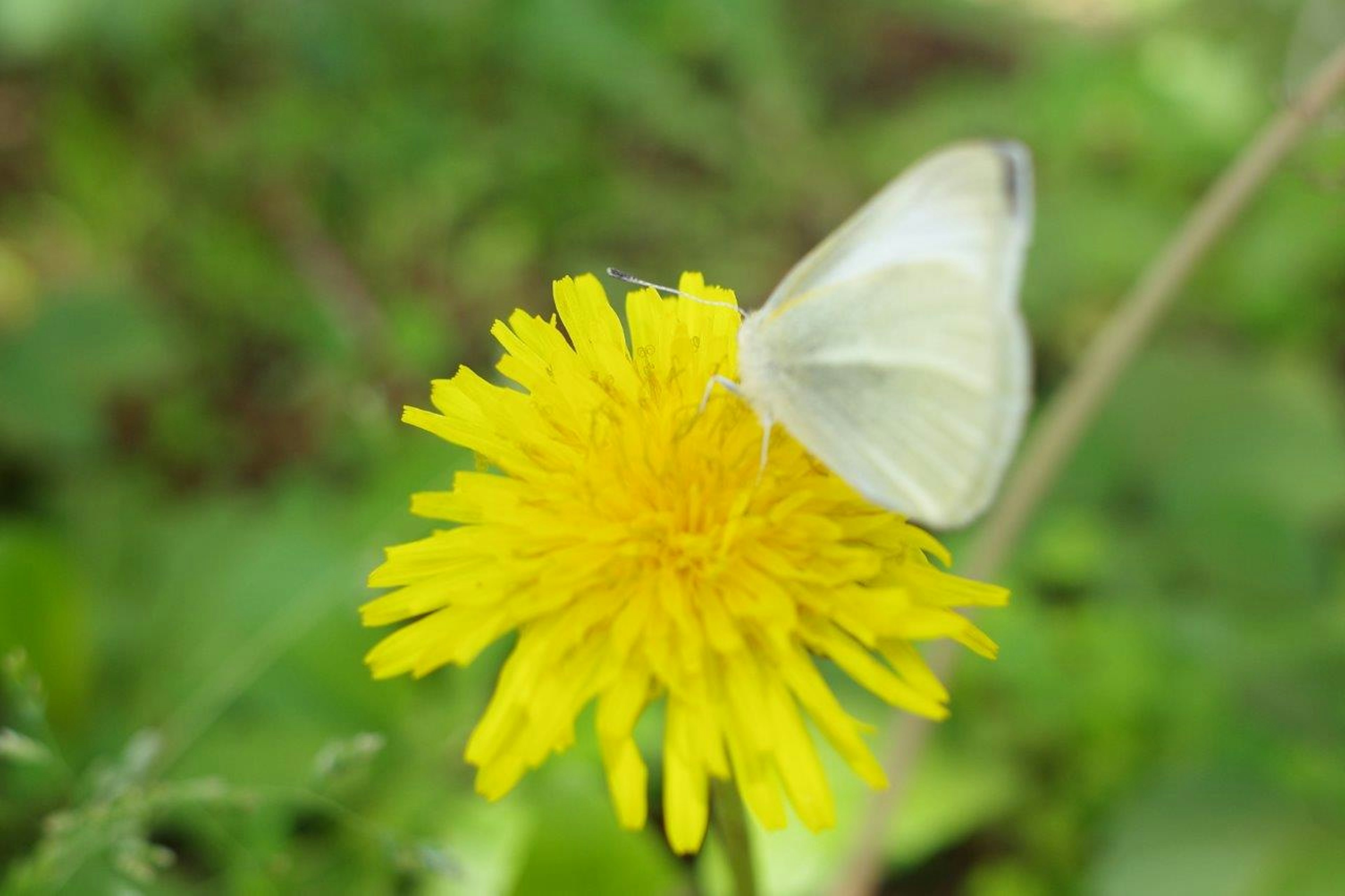 Una farfalla bianca posata su un fiore di dente di leone su uno sfondo verde lussureggiante