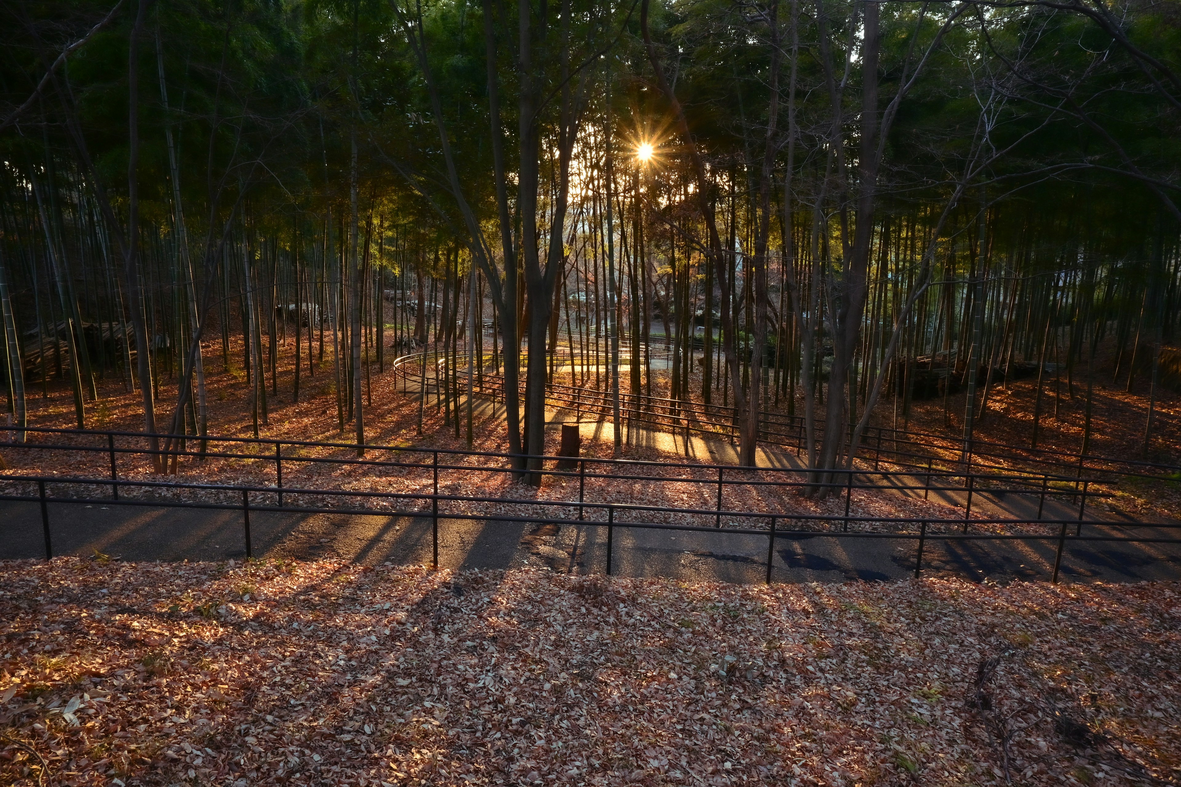 Park landscape with sunlight filtering through trees fallen leaves covering the ground long shadows cast on the path