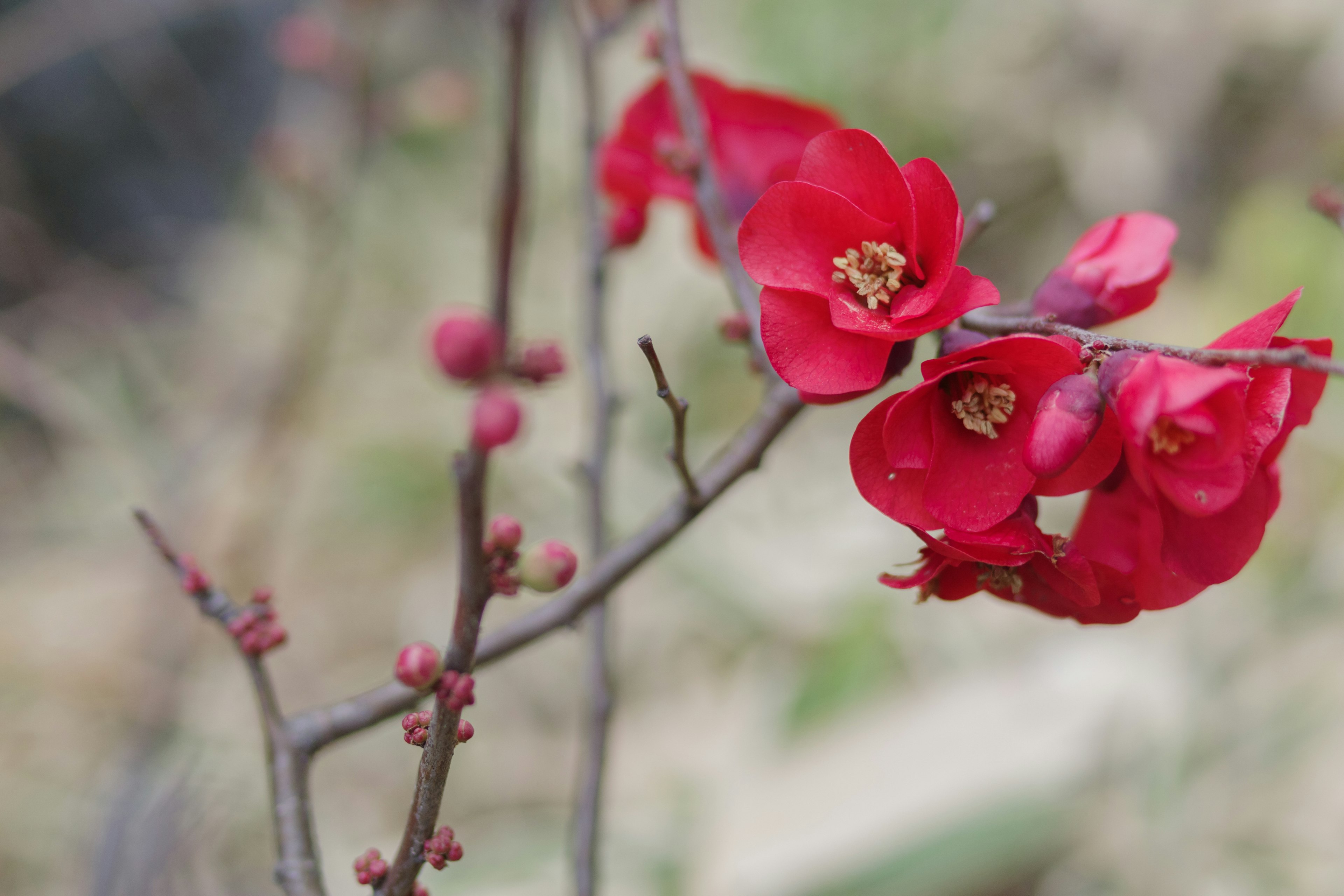 Nahaufnahme eines Zweigs mit roten Blumen und Knospen