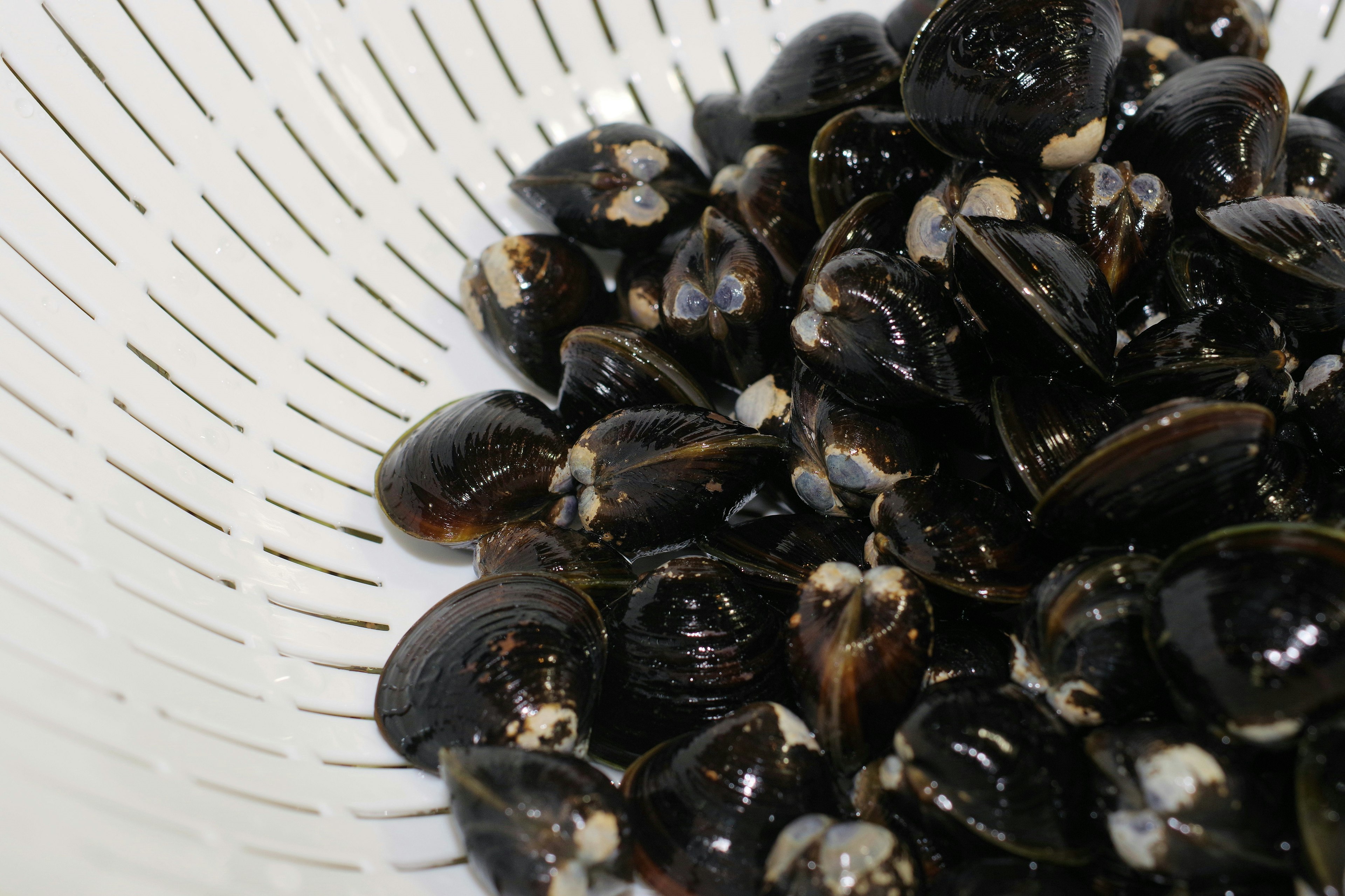 Ein Haufen schwarzer Muscheln in einem weißen Sieb