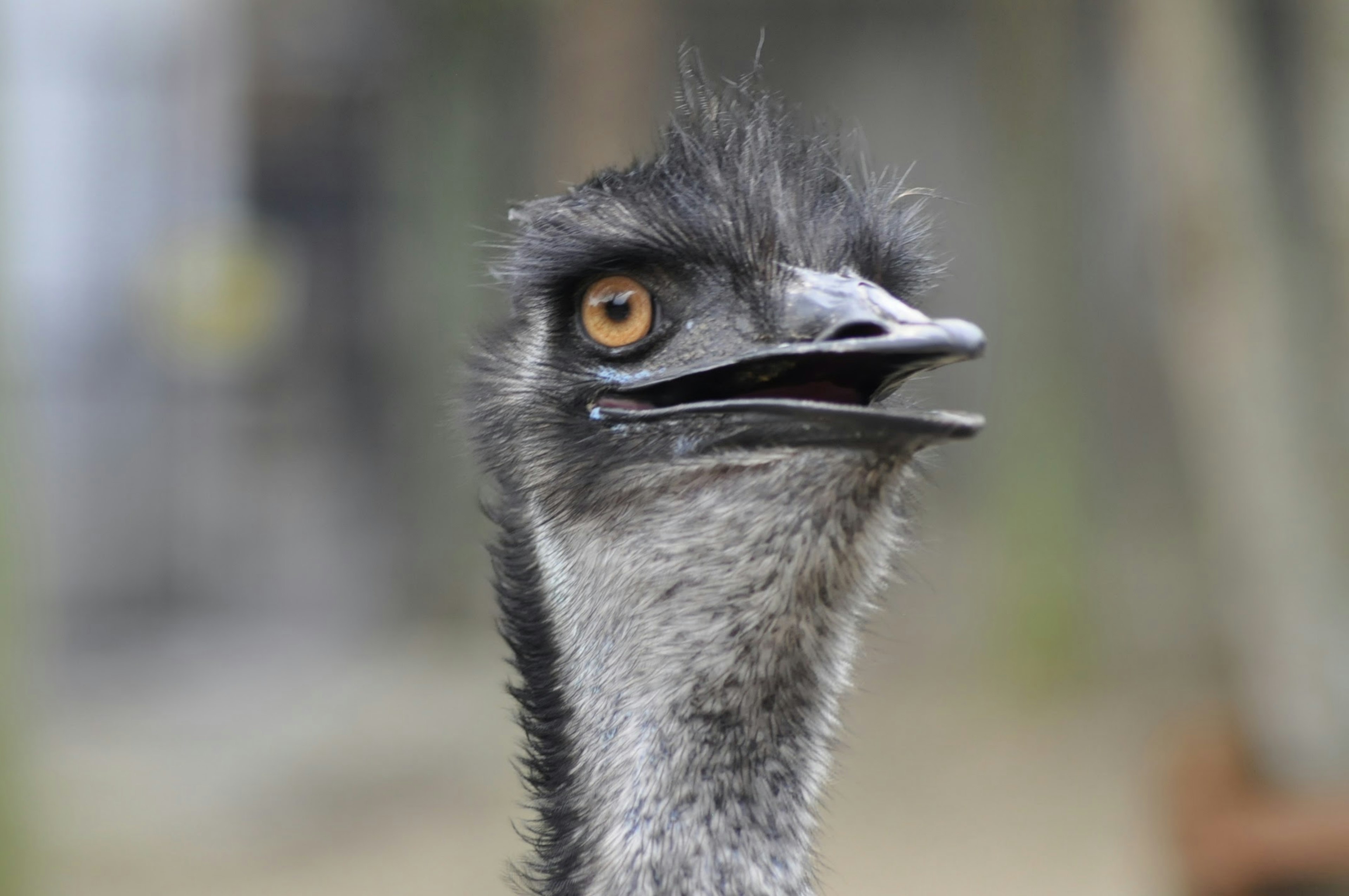 Nahaufnahme des Gesichts eines Emus mit leuchtenden Augen und markanten Federn