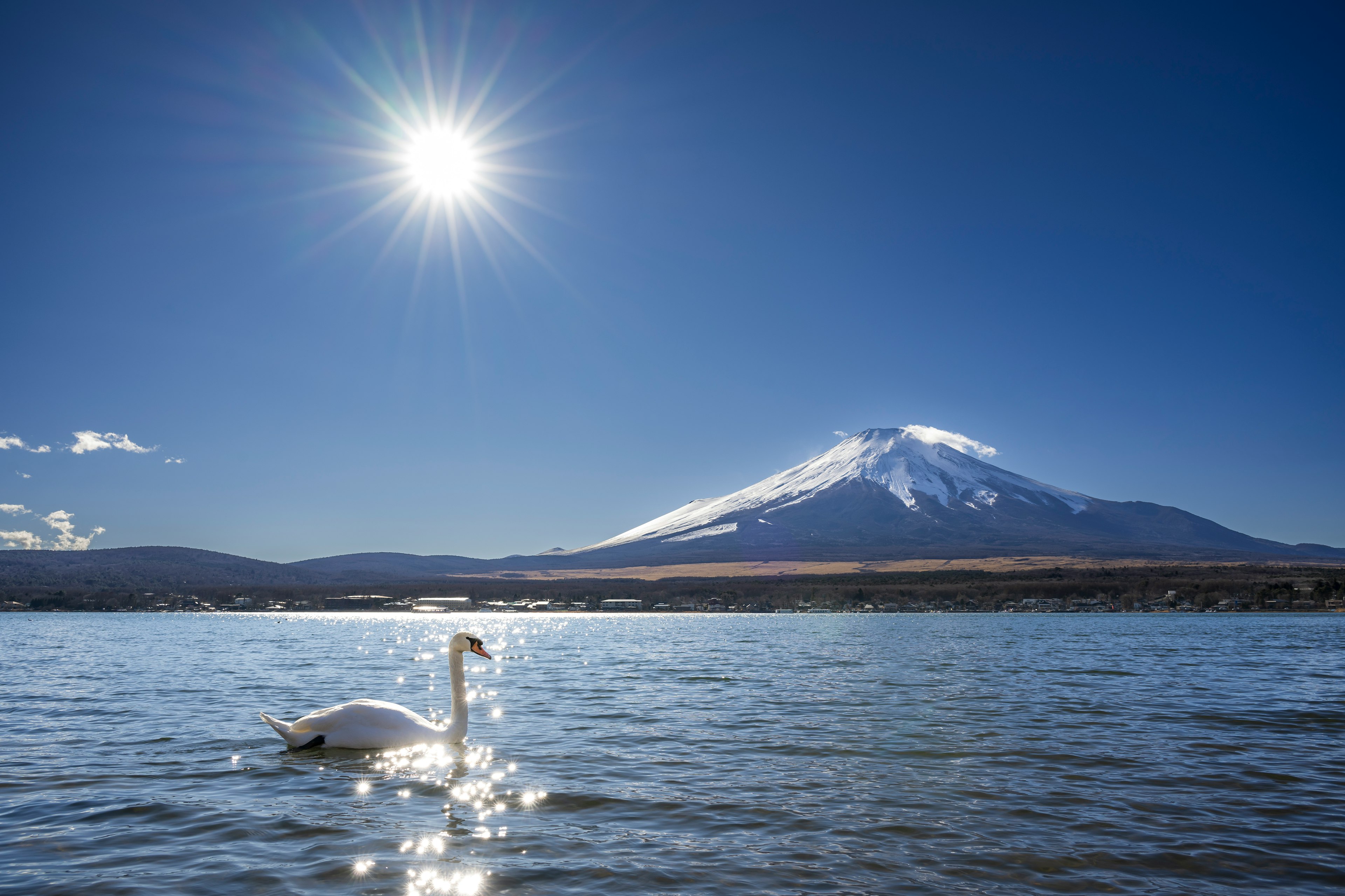 背景是富士山的宁静湖泊场景，湖中有一只天鹅