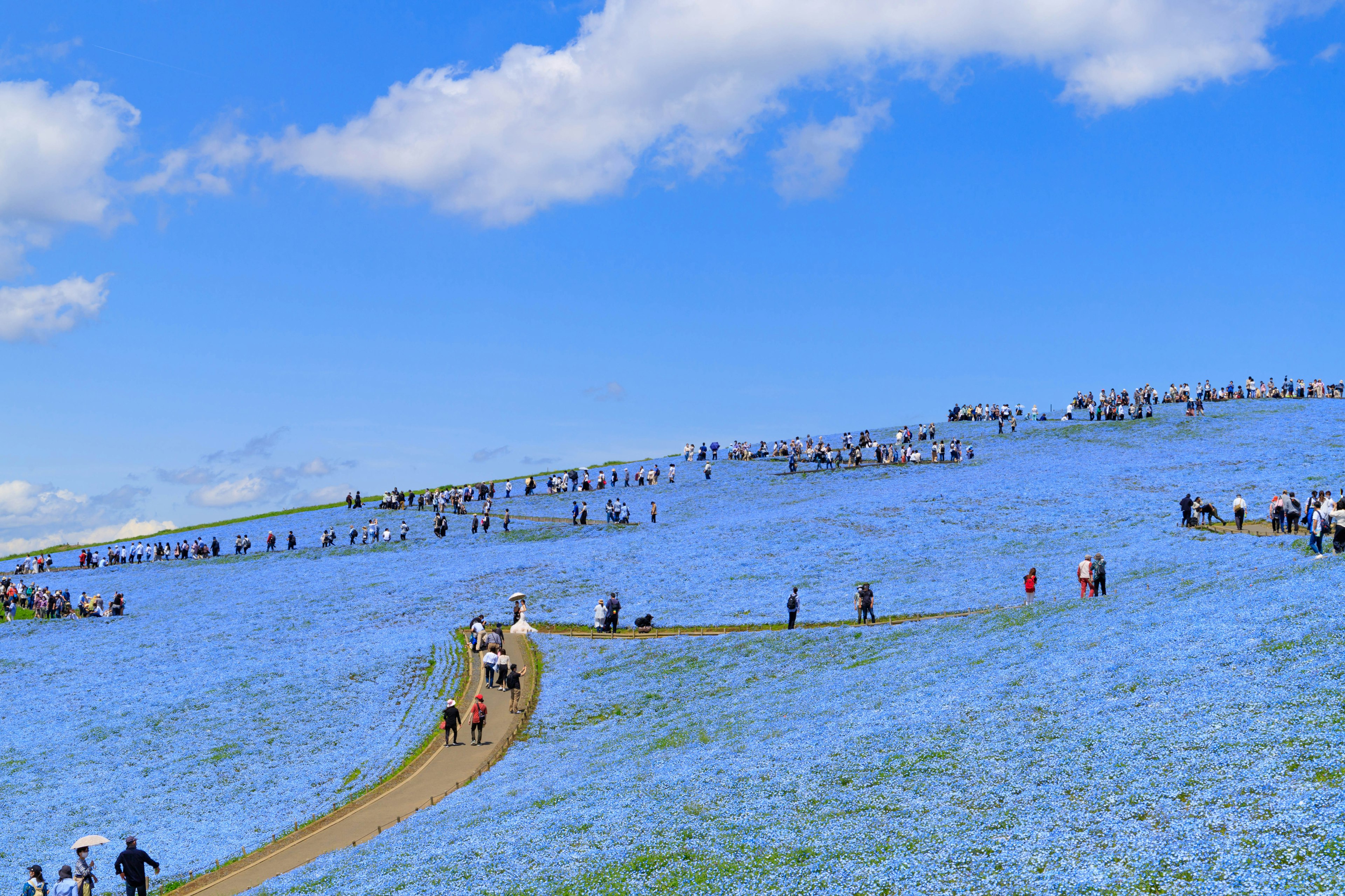 People walking through a blue flower field under a clear blue sky