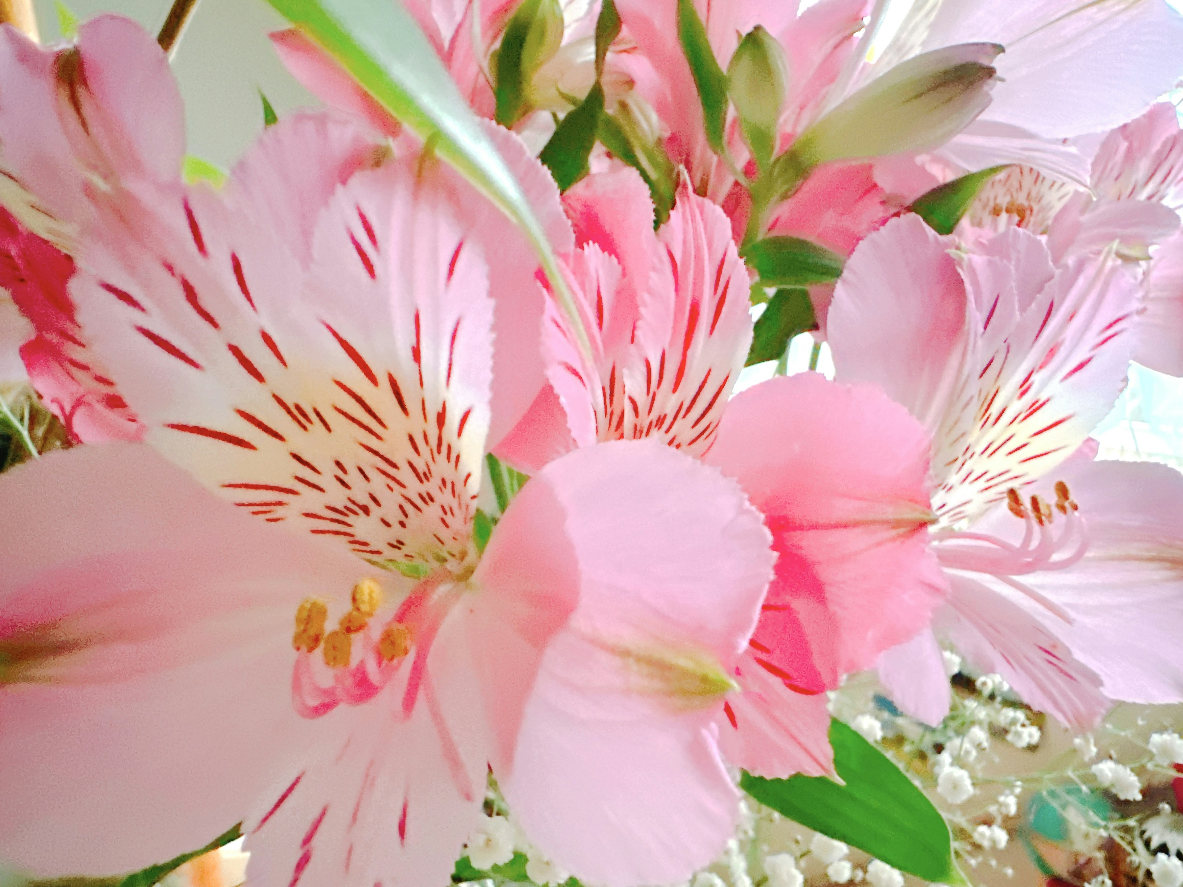 Acercamiento de flores de alstroemeria rosa vibrante