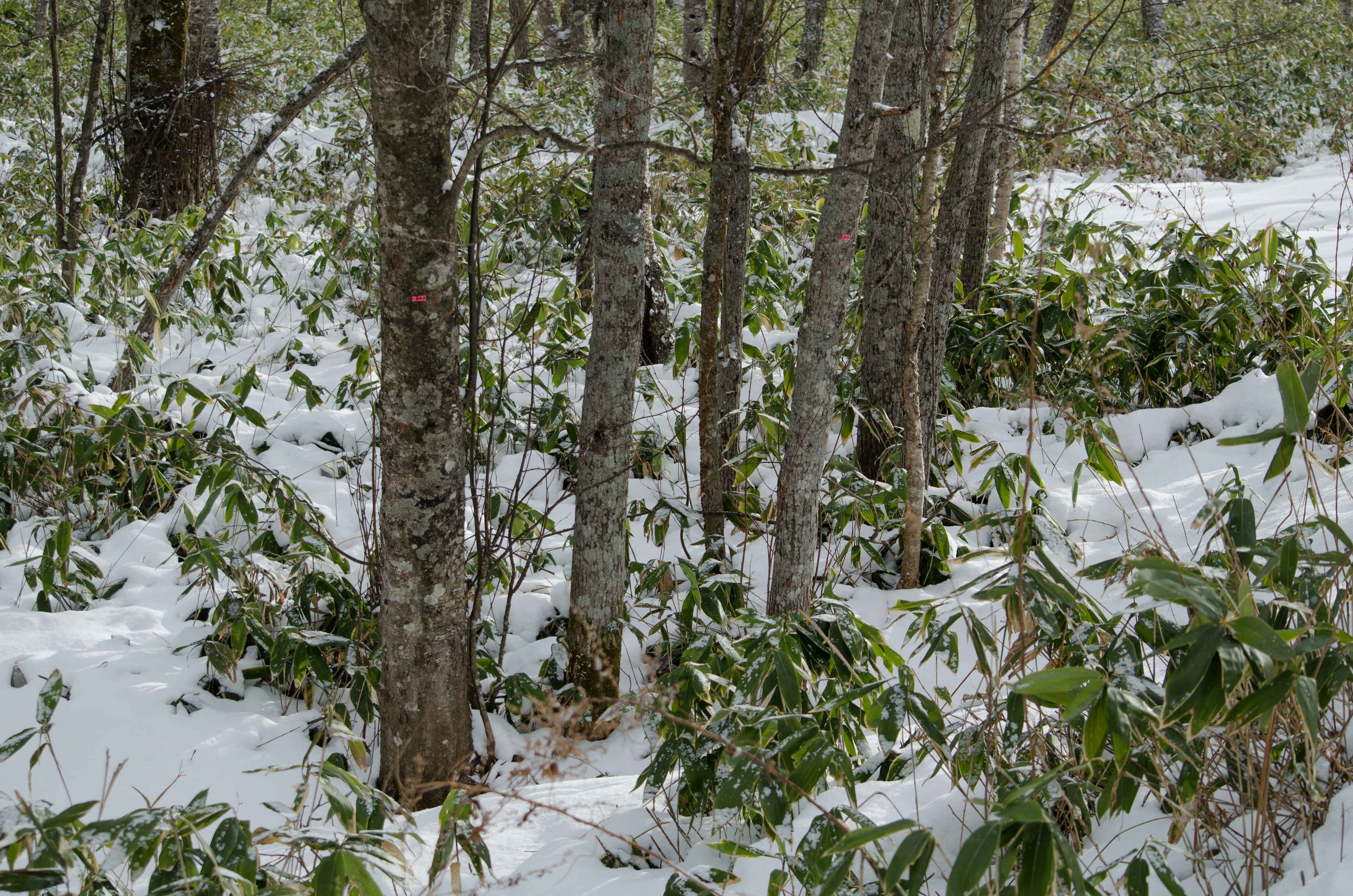 Trees and bamboo leaves covered in snow in a forest