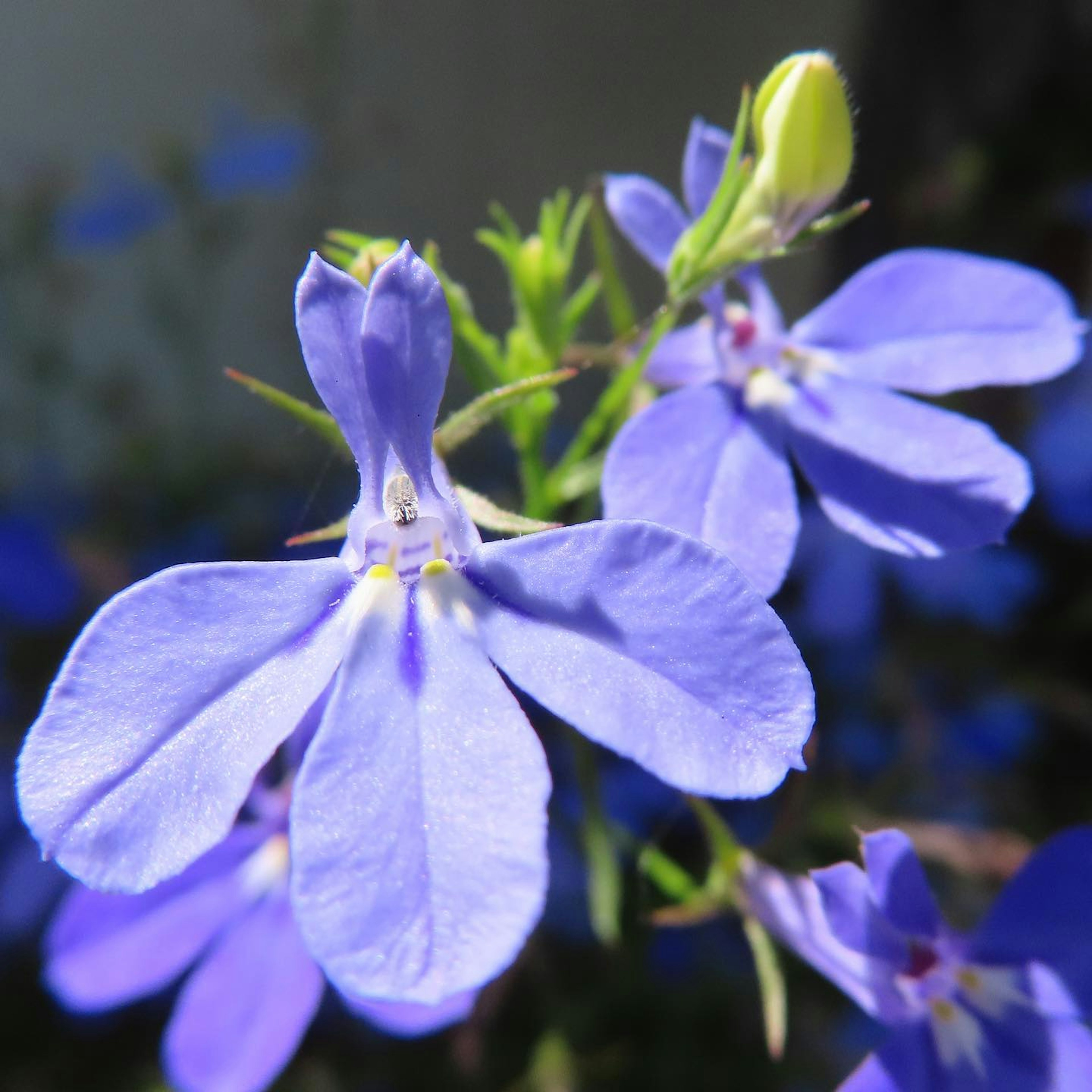 鮮やかな青紫色の花が咲いている様子