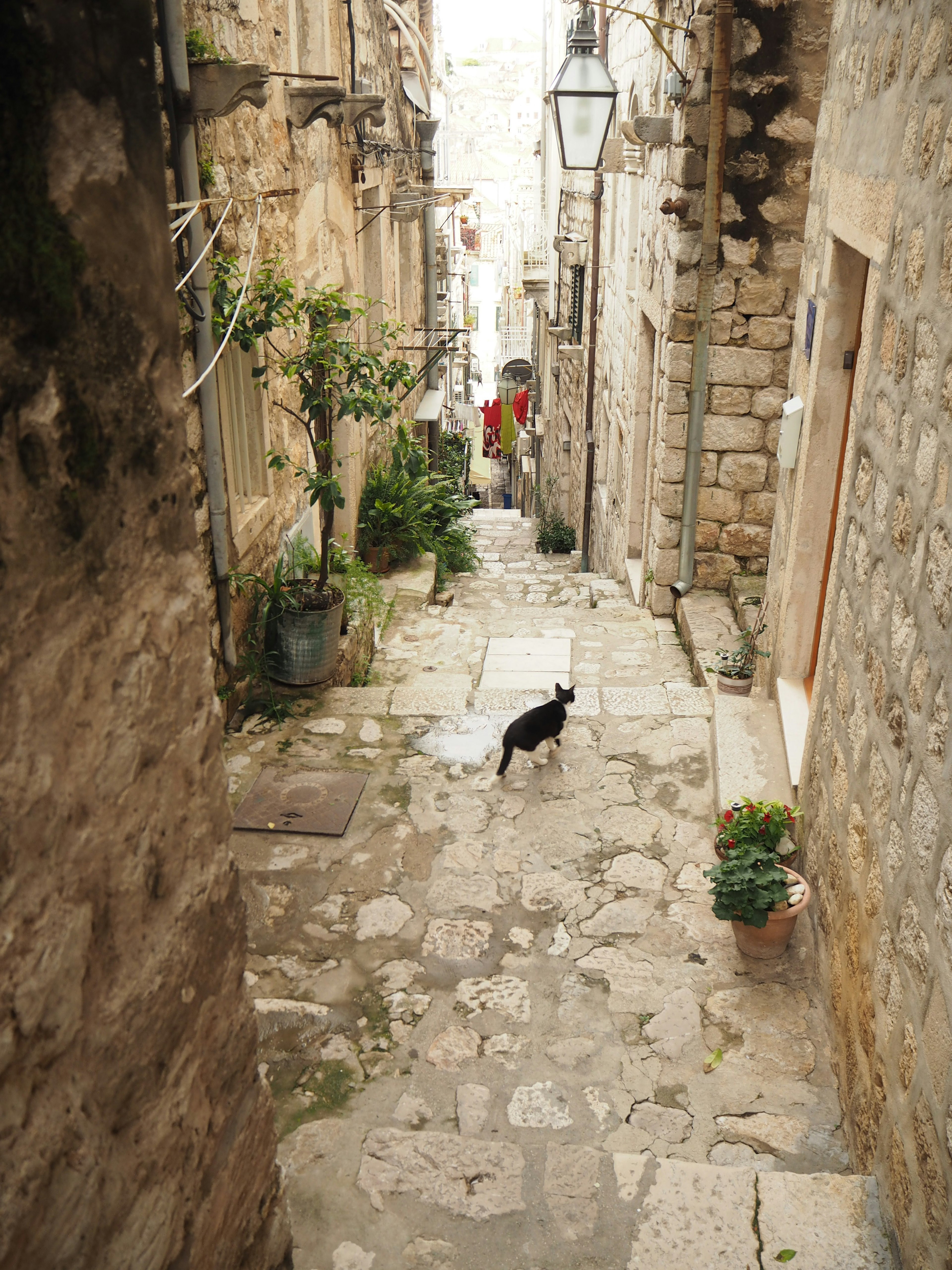 Eine schmale Steingasse mit einer schwarzen Katze und grünen Pflanzen