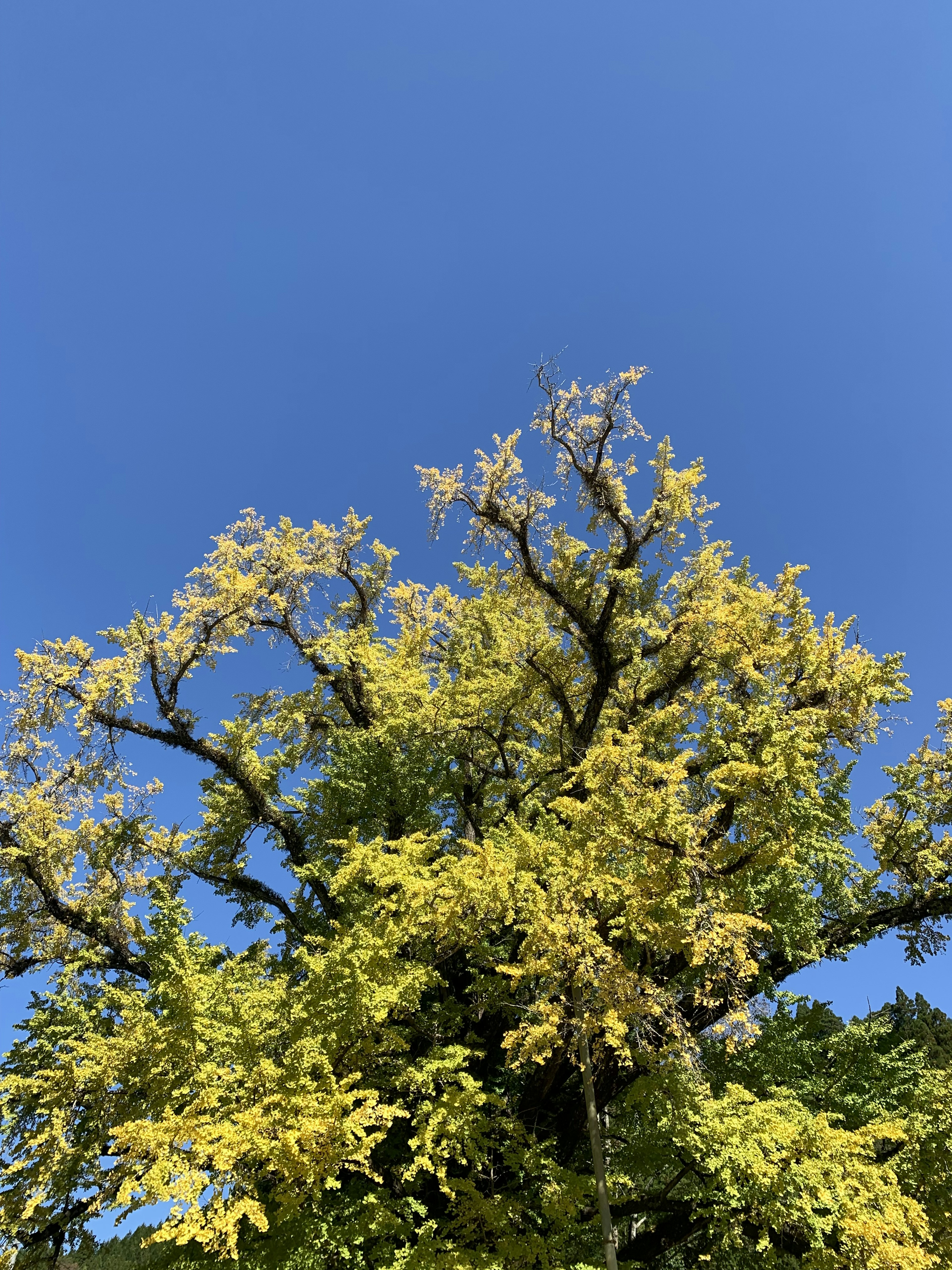 Oben eines Baums mit lebhaften gelben Blättern vor einem klaren blauen Himmel