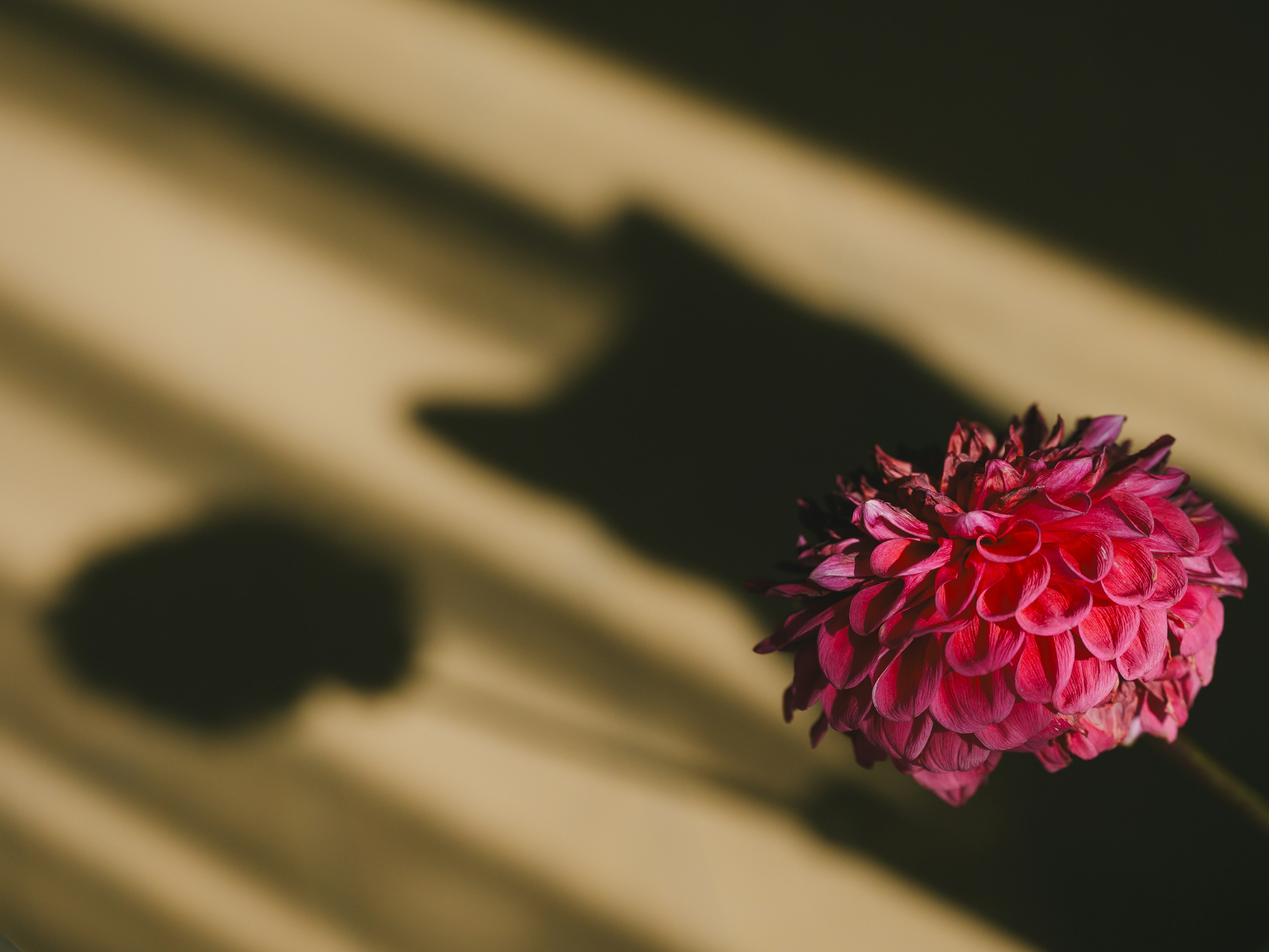 Eine rosa Blume, die einen Schatten auf einem hellen Hintergrund wirft