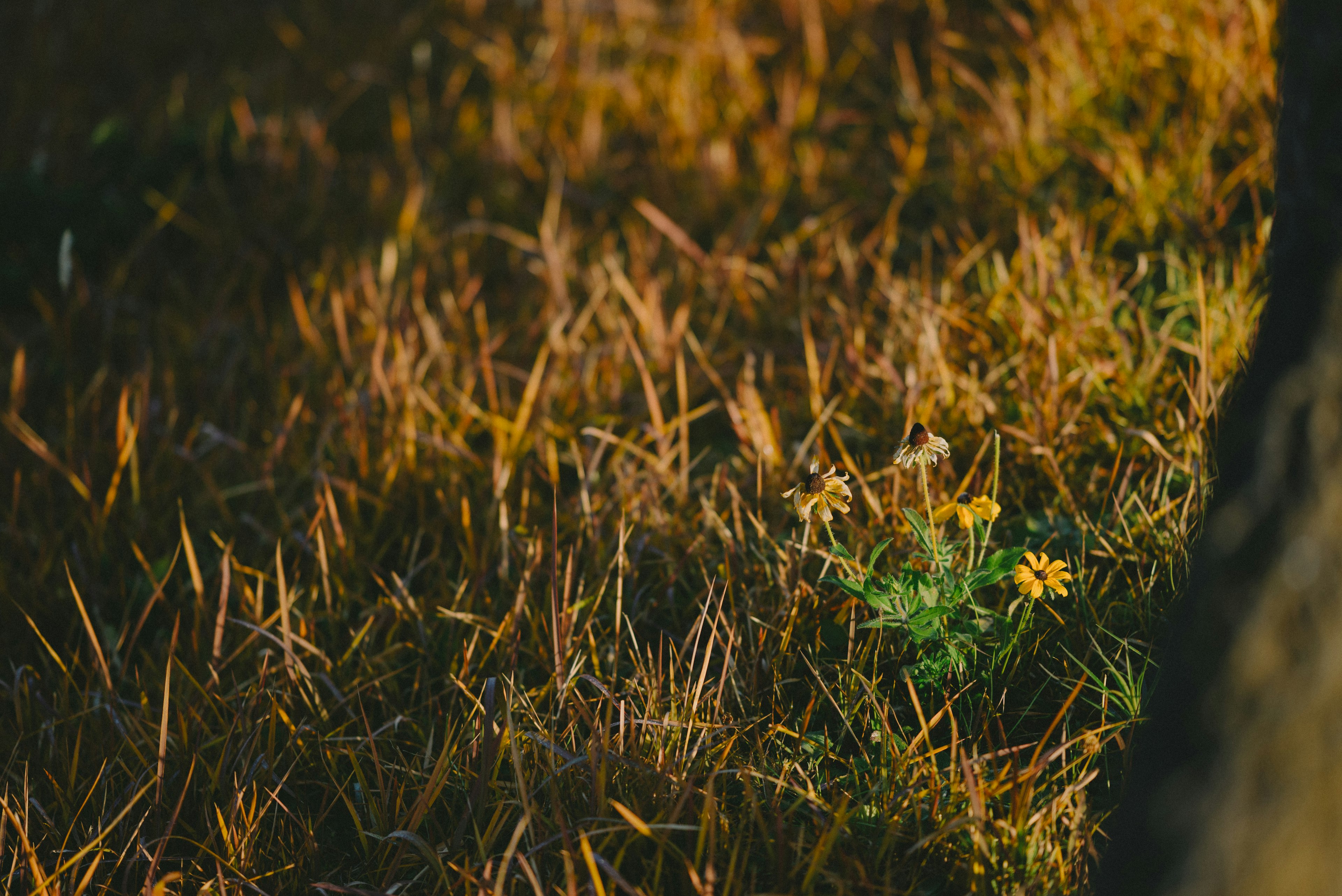 A small yellow flower blooming among brown grass