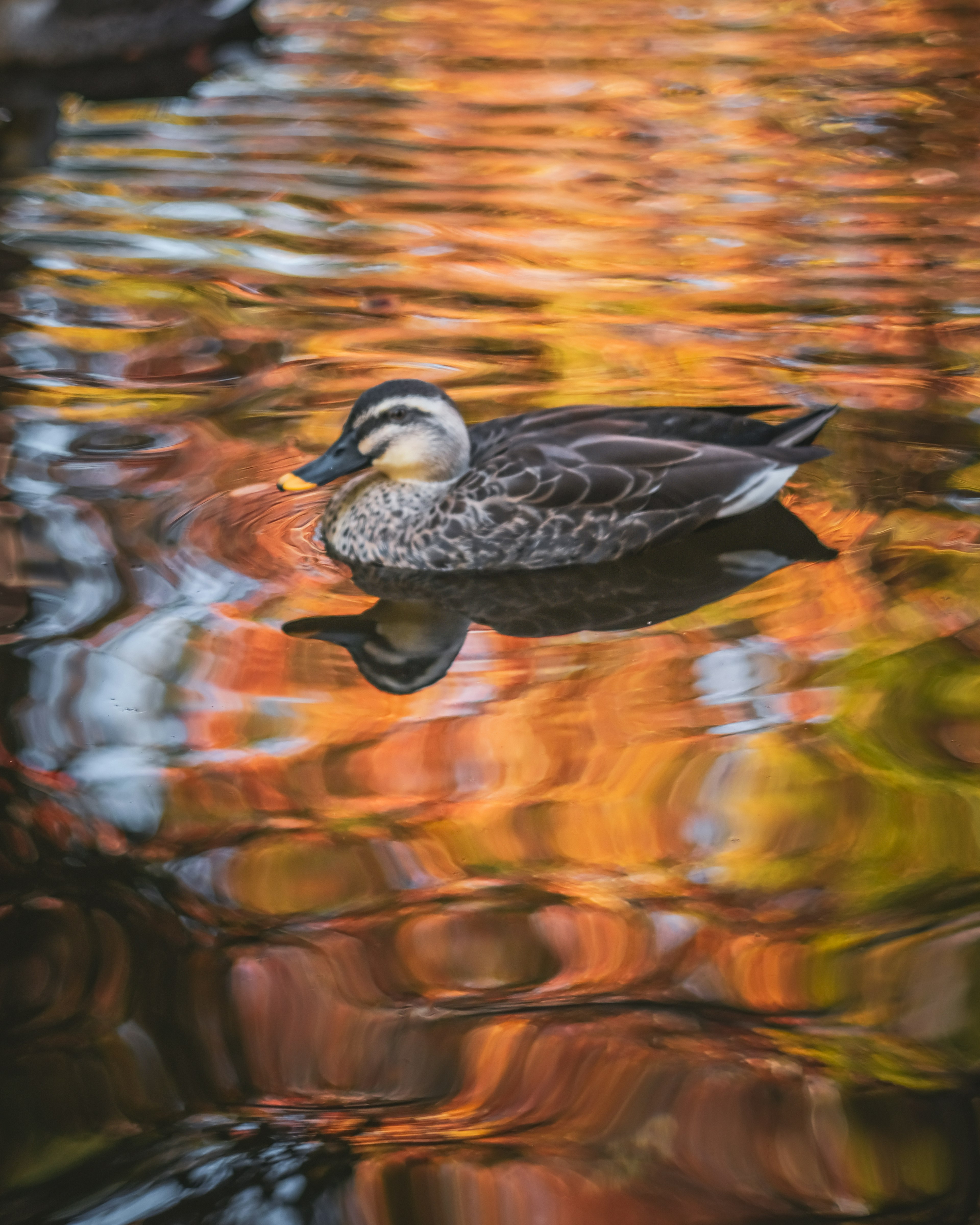 Duck swimming on water reflecting autumn colors