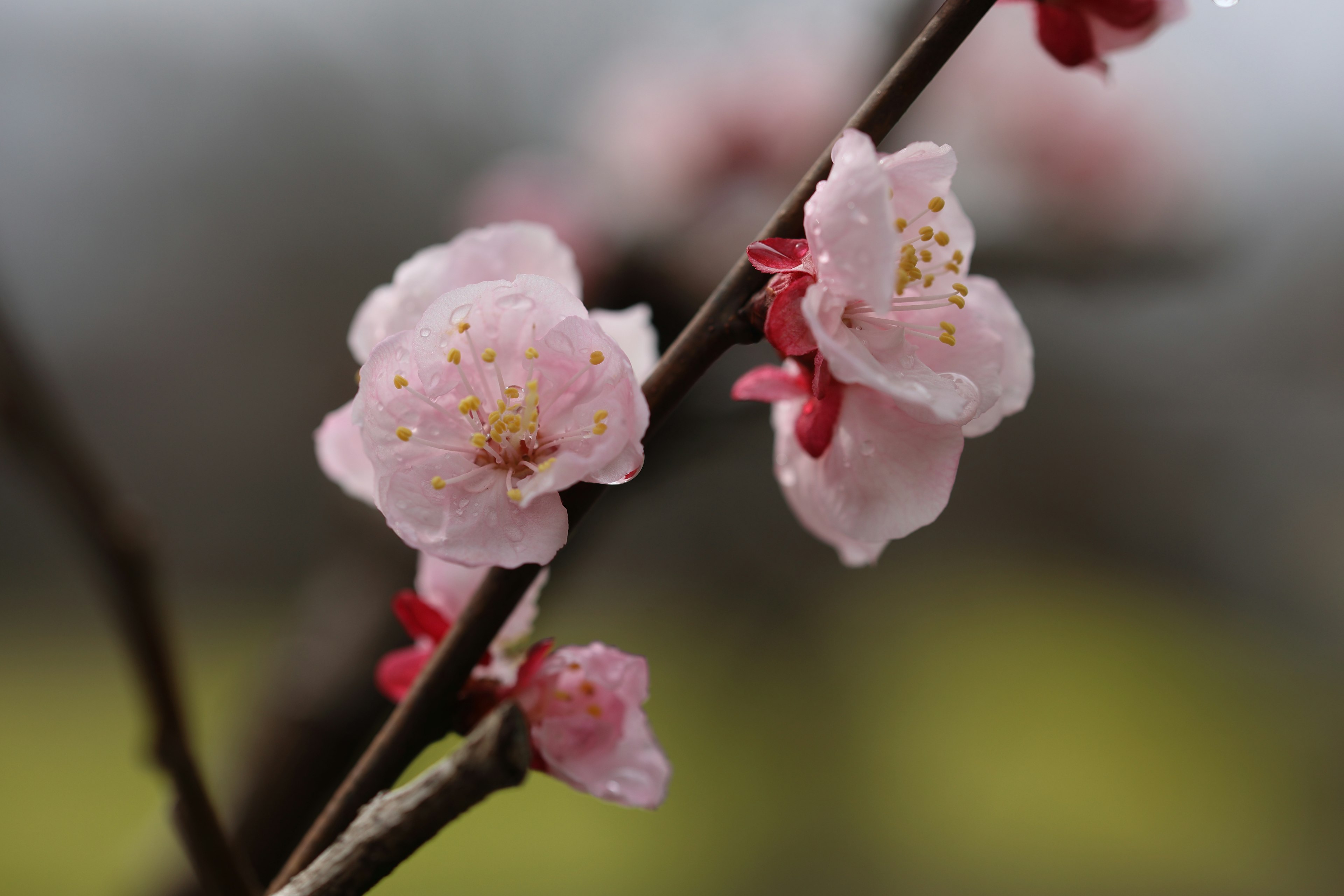 薄いピンク色の花が咲いている枝のクローズアップ