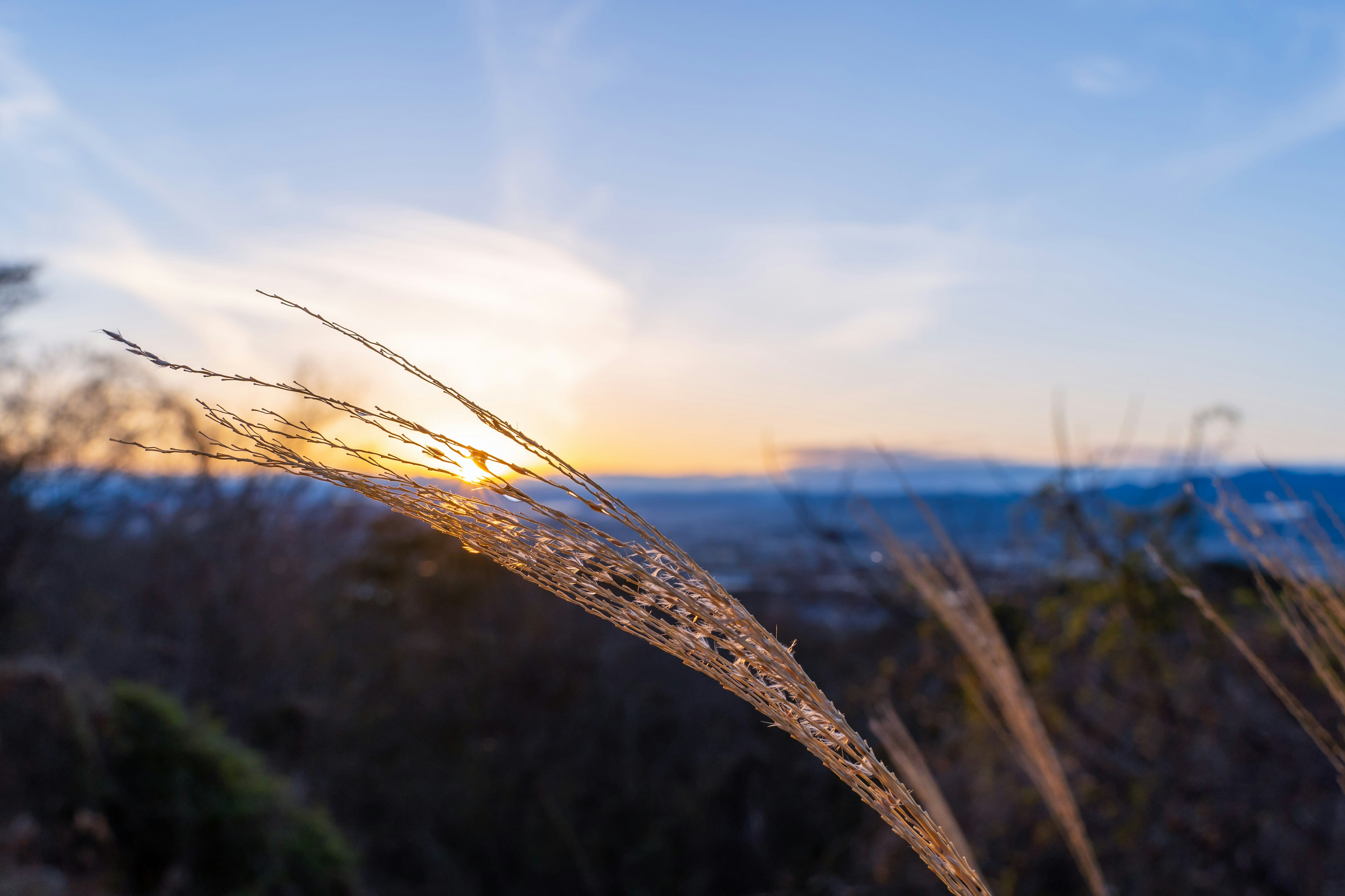 夕日の光を浴びる草の穂先と美しい空のグラデーション