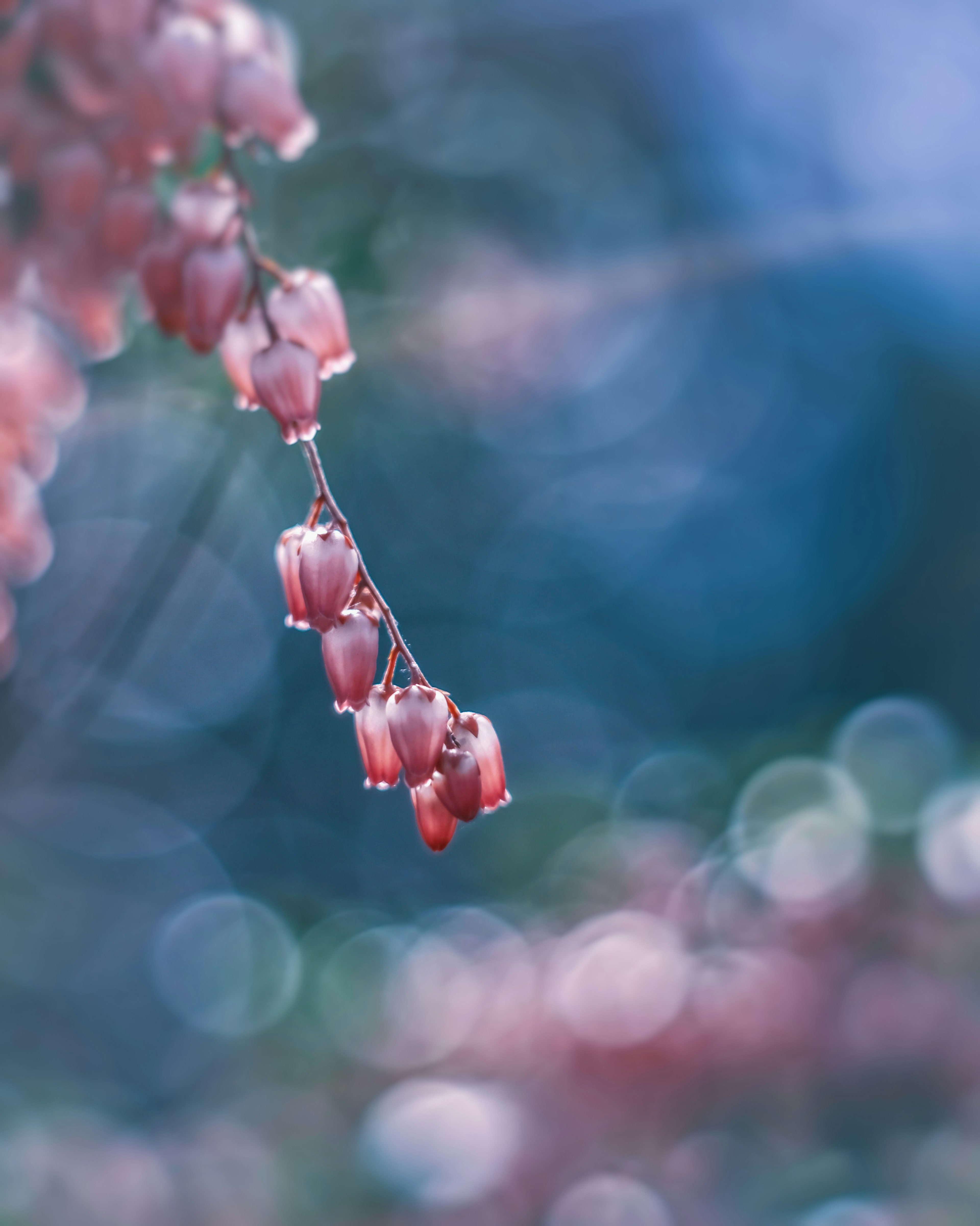 Una bella foto di boccioli di fiori rosa appesi su uno sfondo blu