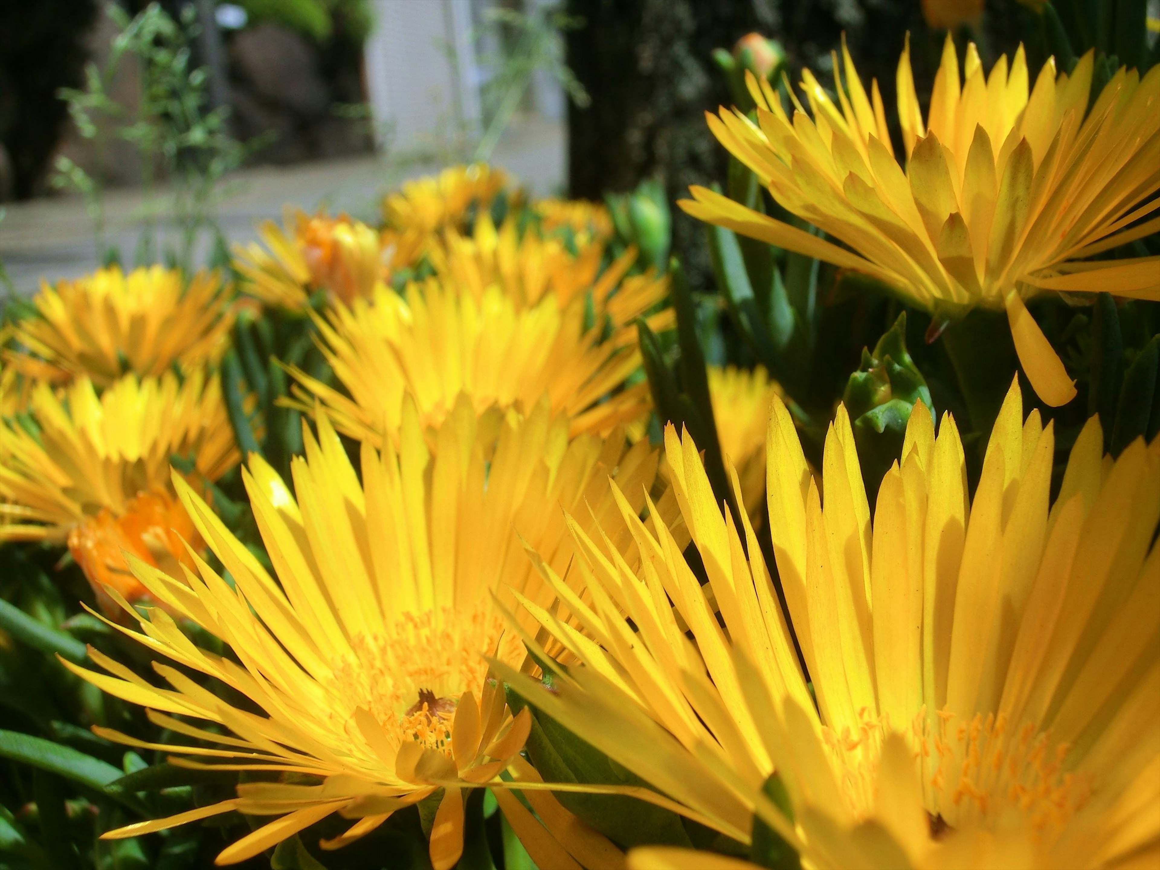 Vibrant yellow flowers blooming in a garden setting