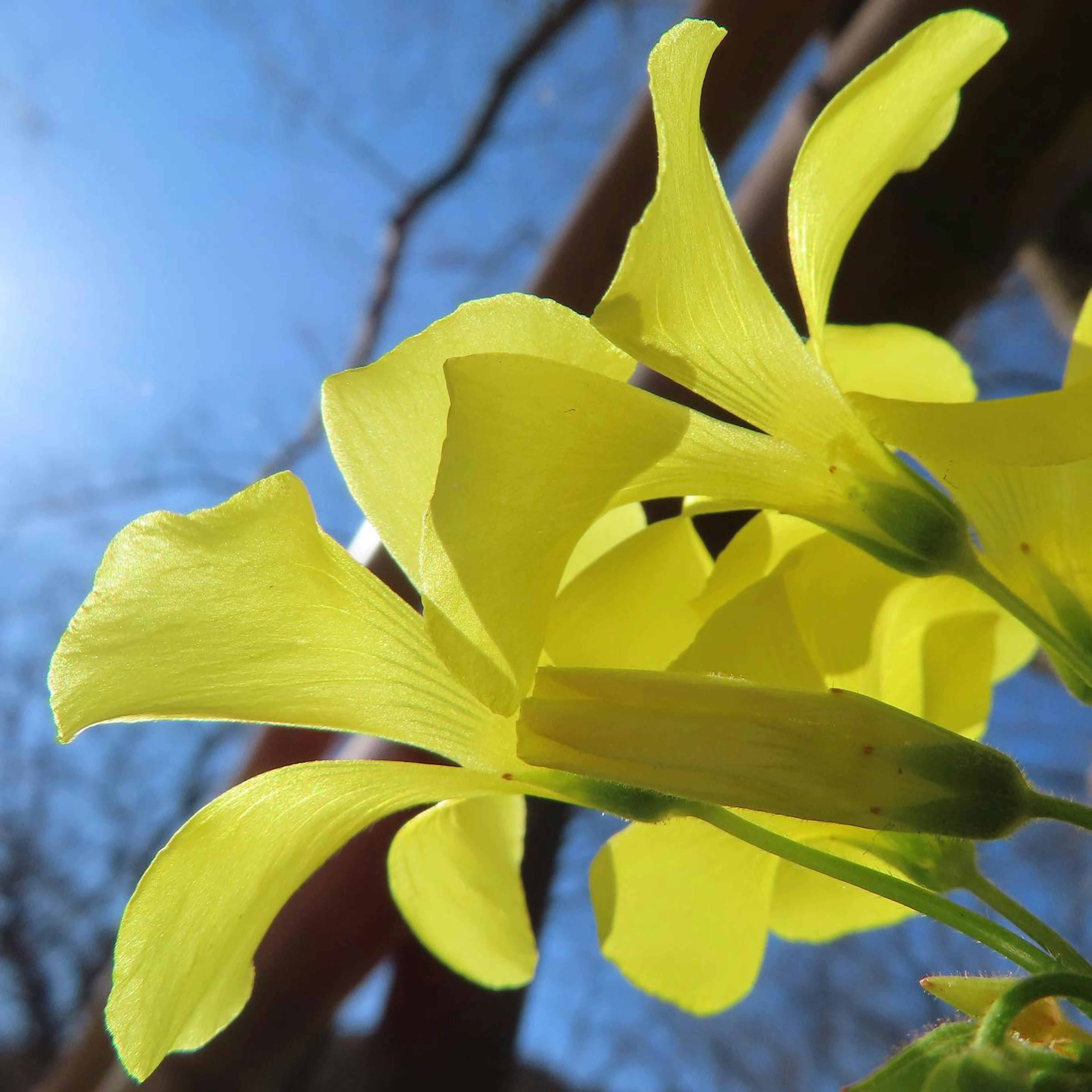 Helle gelbe Blumen blühen unter einem blauen Himmel