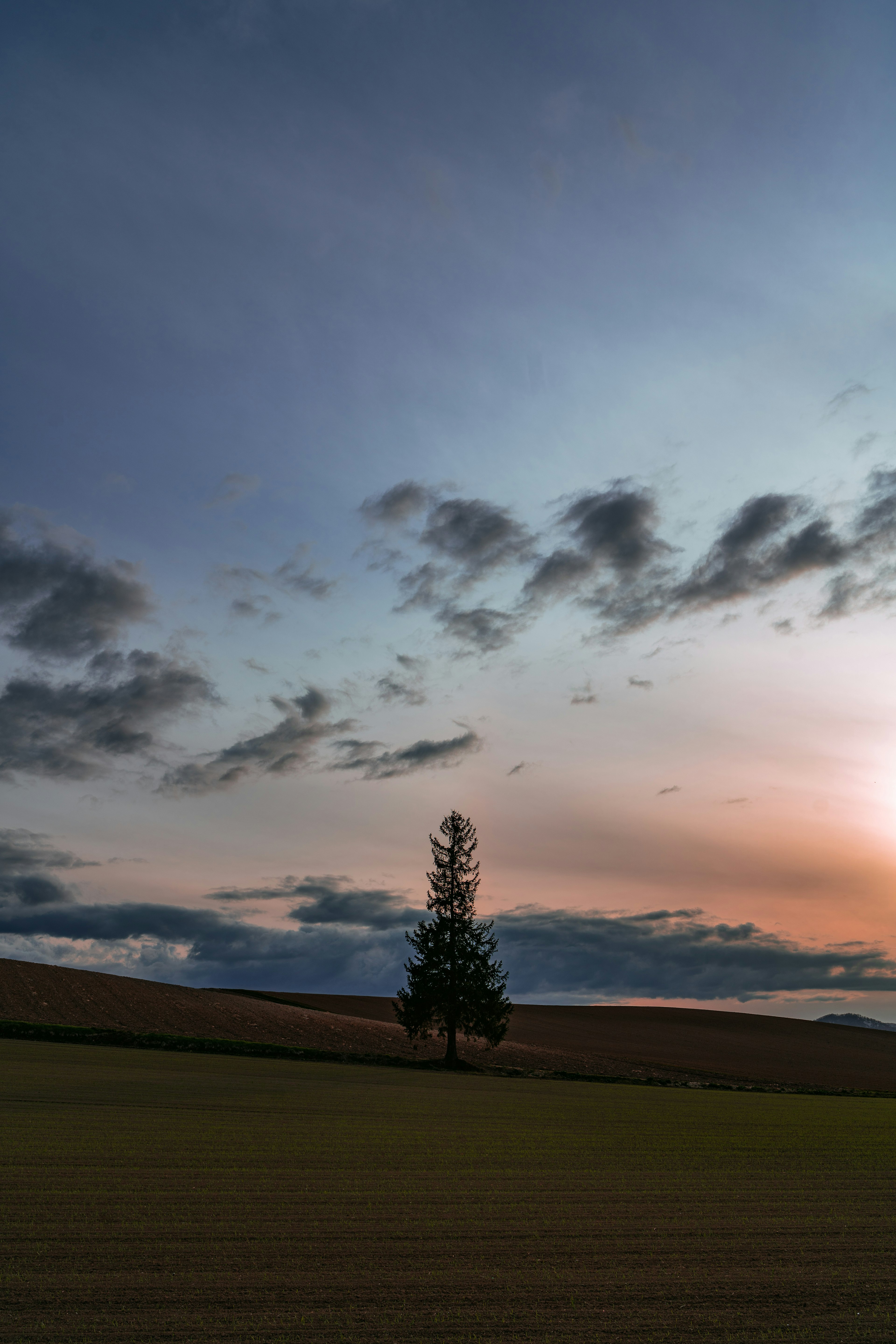 Silhouette eines einsamen Baumes vor einem Sonnenuntergangshimmel