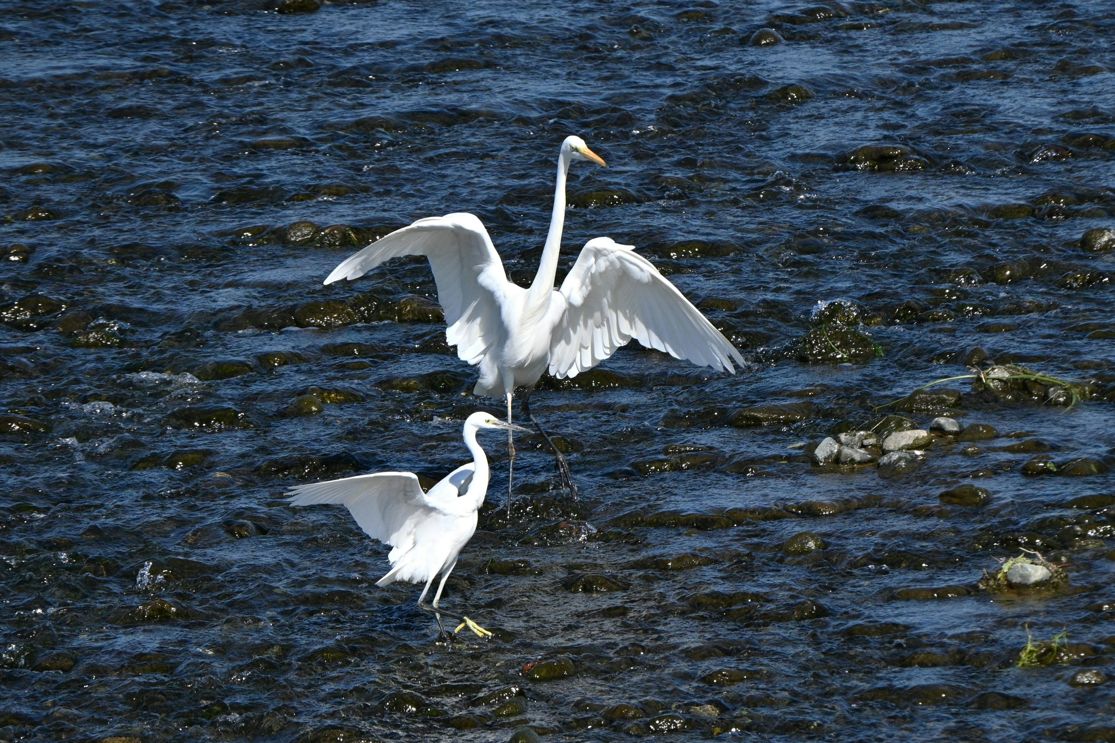 Dos garzas blancas de pie en el agua una desplegando sus alas