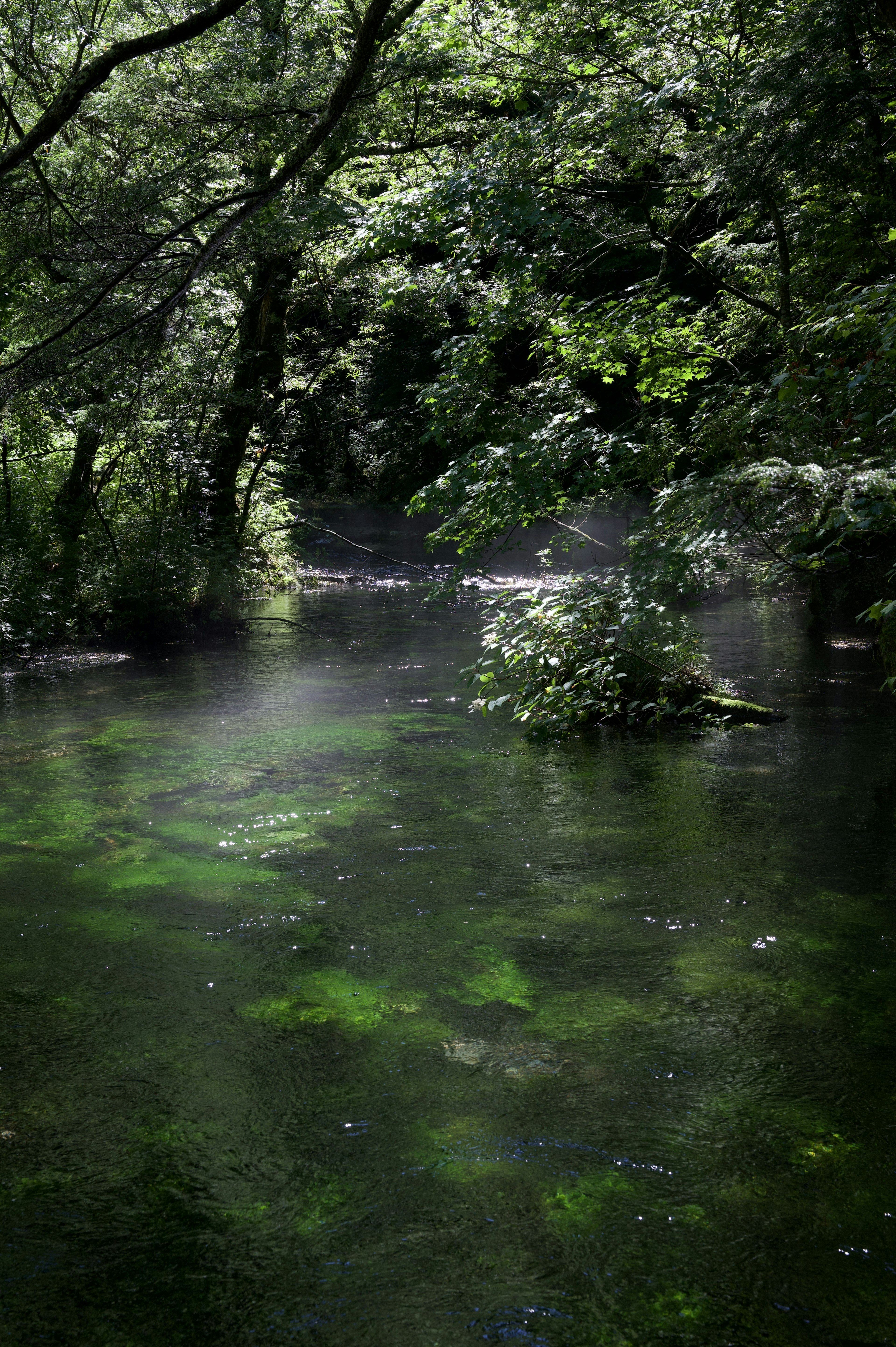 Paesaggio sereno con superficie d'acqua verde e riflessi degli alberi