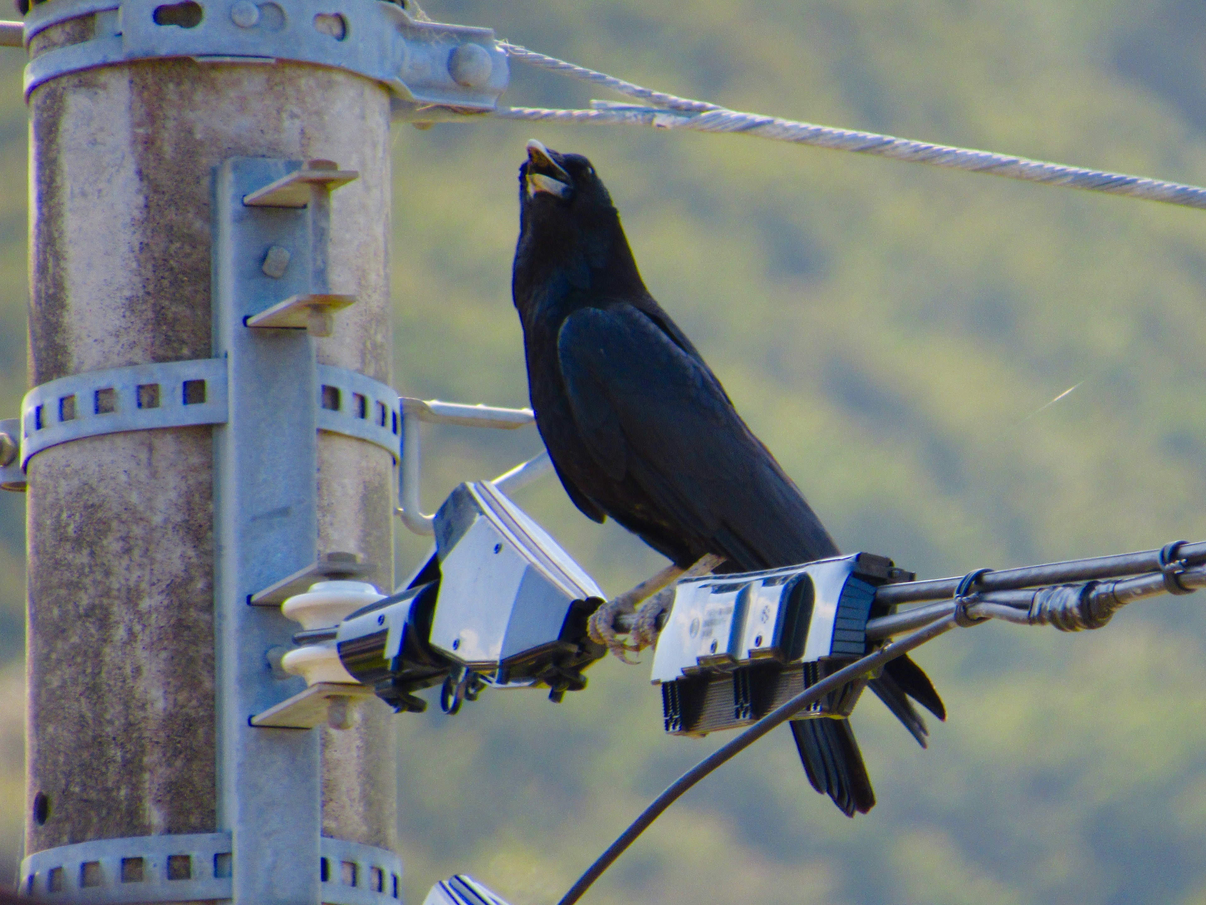 Un cuervo negro posado en un poste de electricidad llamando